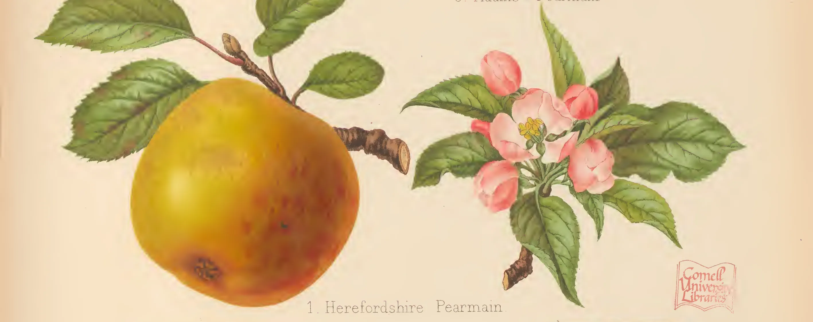 Illustration from The Herefordshire Pomona (1876–1885)