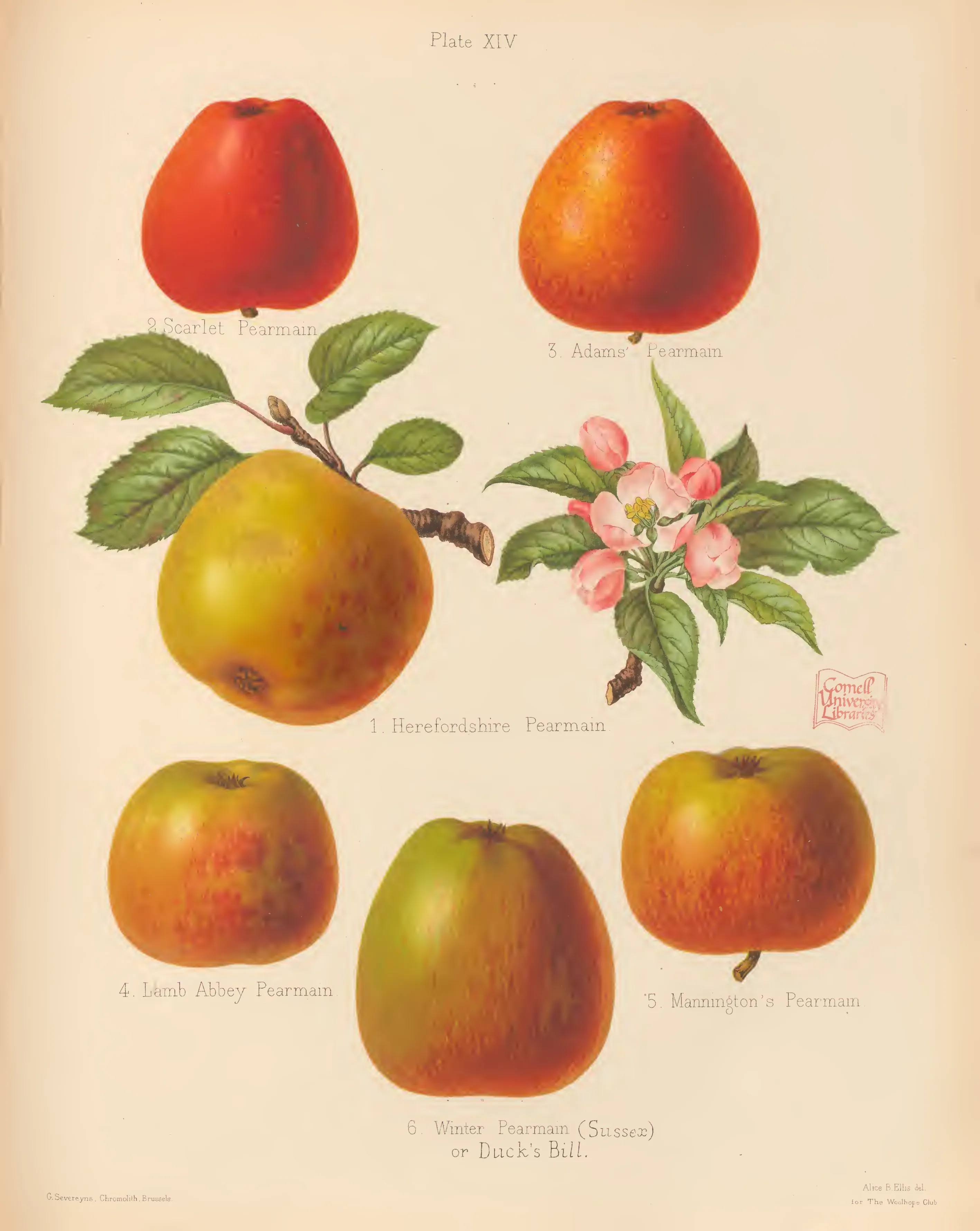 Illustration from The Herefordshire Pomona (1876–1885)