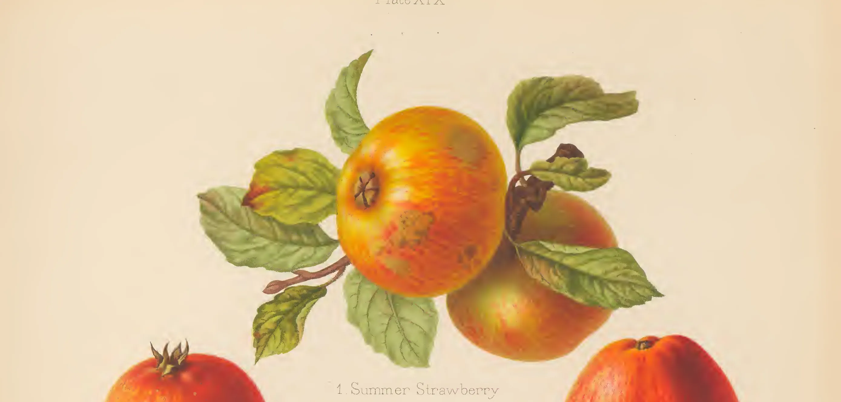 Illustration from The Herefordshire Pomona (1876–1885)