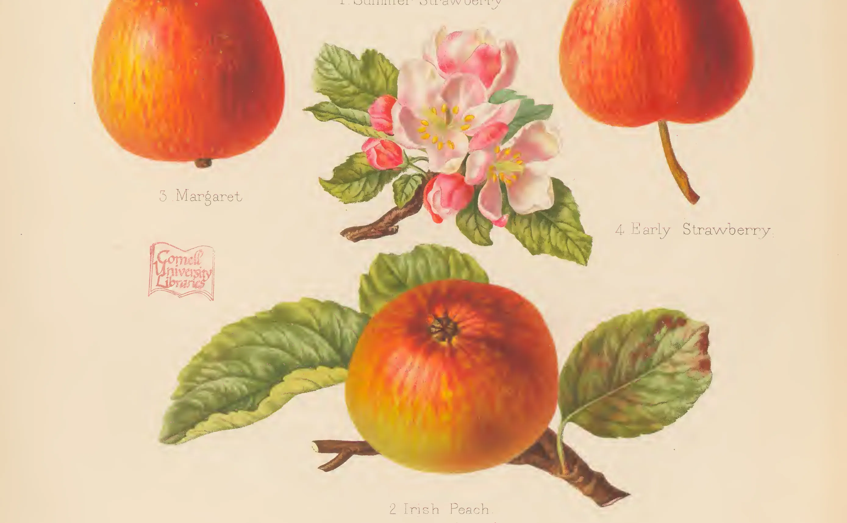 Illustration from The Herefordshire Pomona (1876–1885)