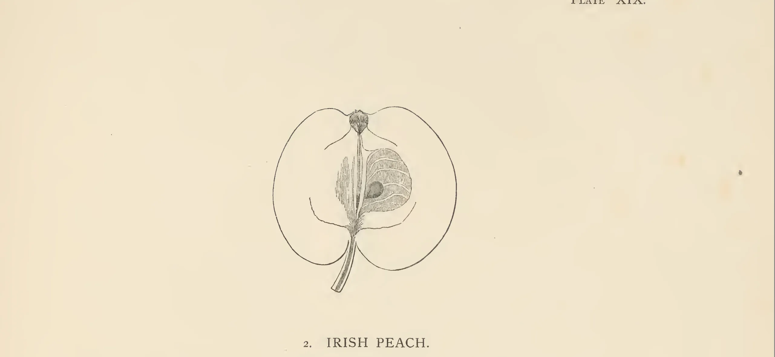 Illustration from The Herefordshire Pomona (1876–1885)