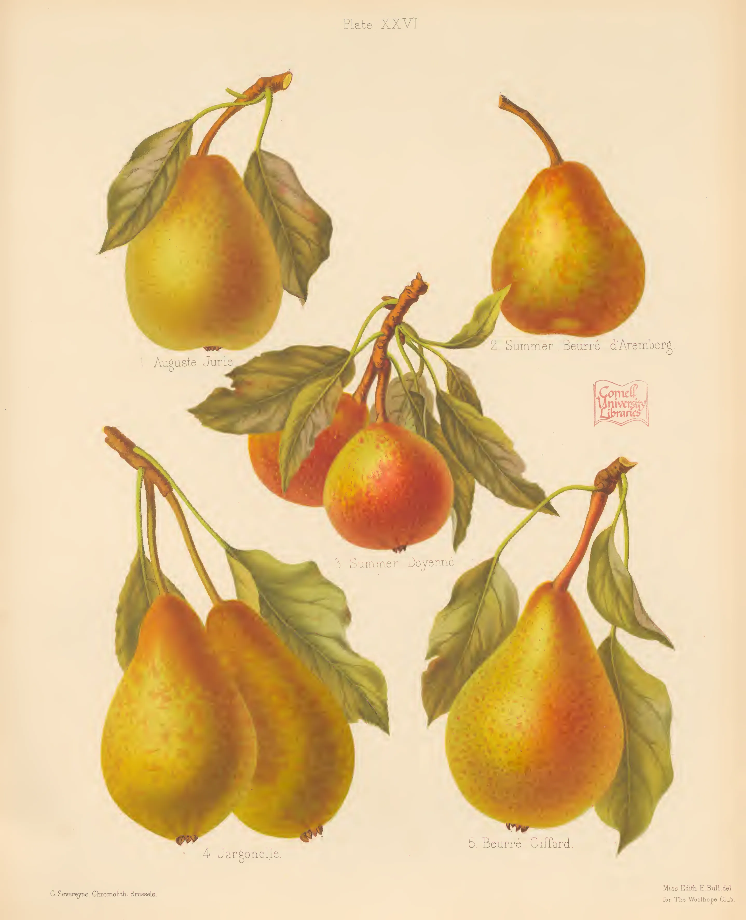 Illustration from The Herefordshire Pomona (1876–1885)