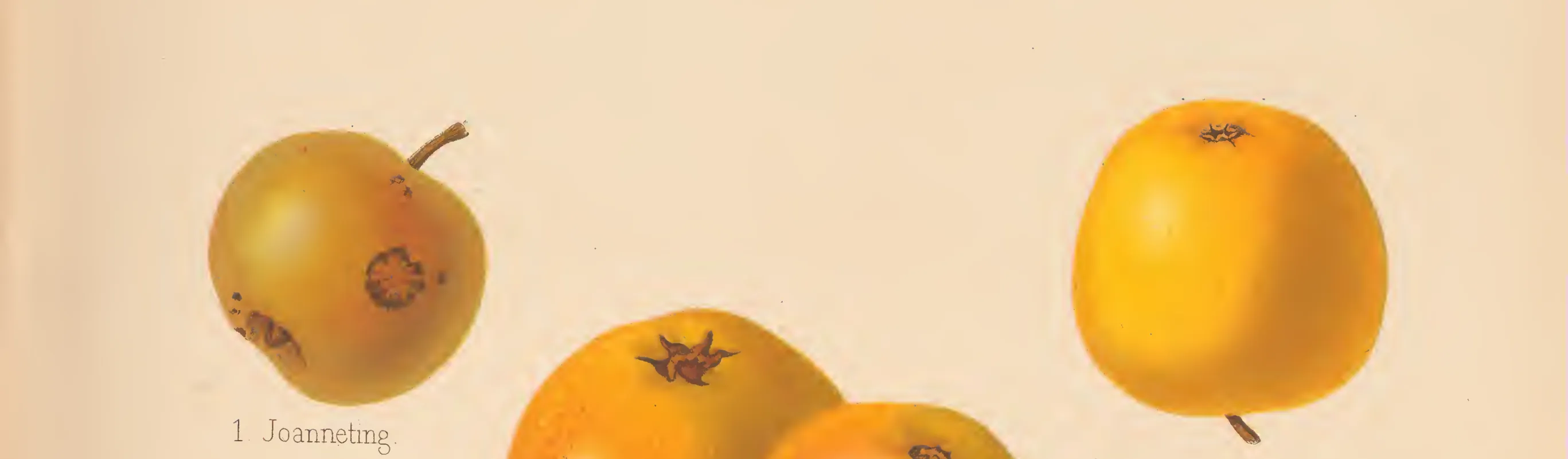 Illustration from The Herefordshire Pomona (1876–1885)