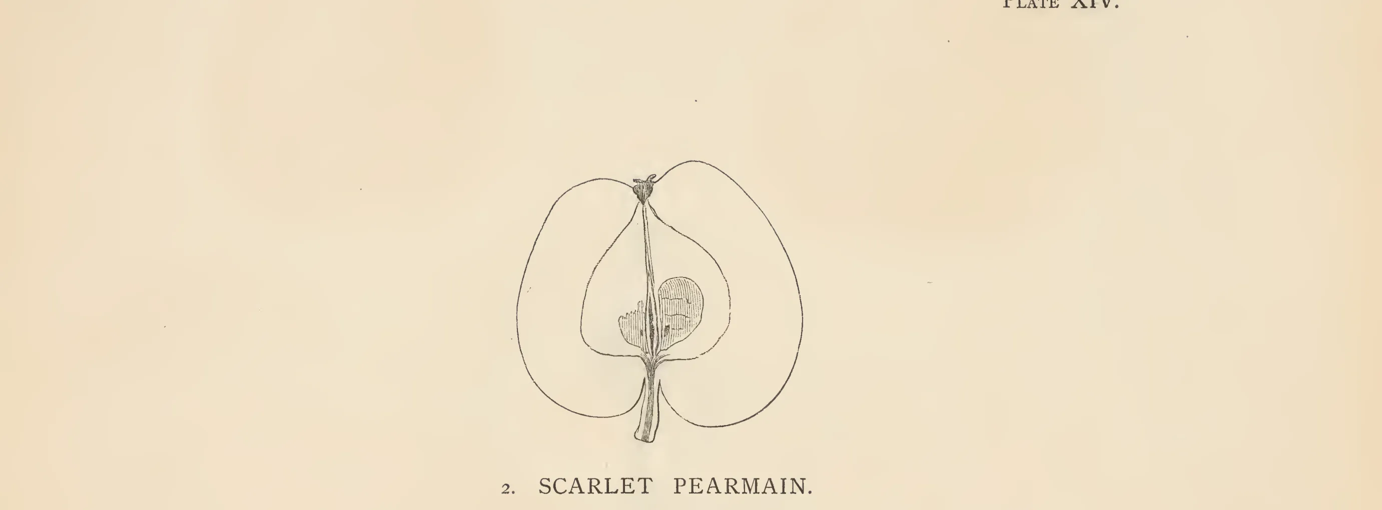 Illustration from The Herefordshire Pomona (1876–1885)