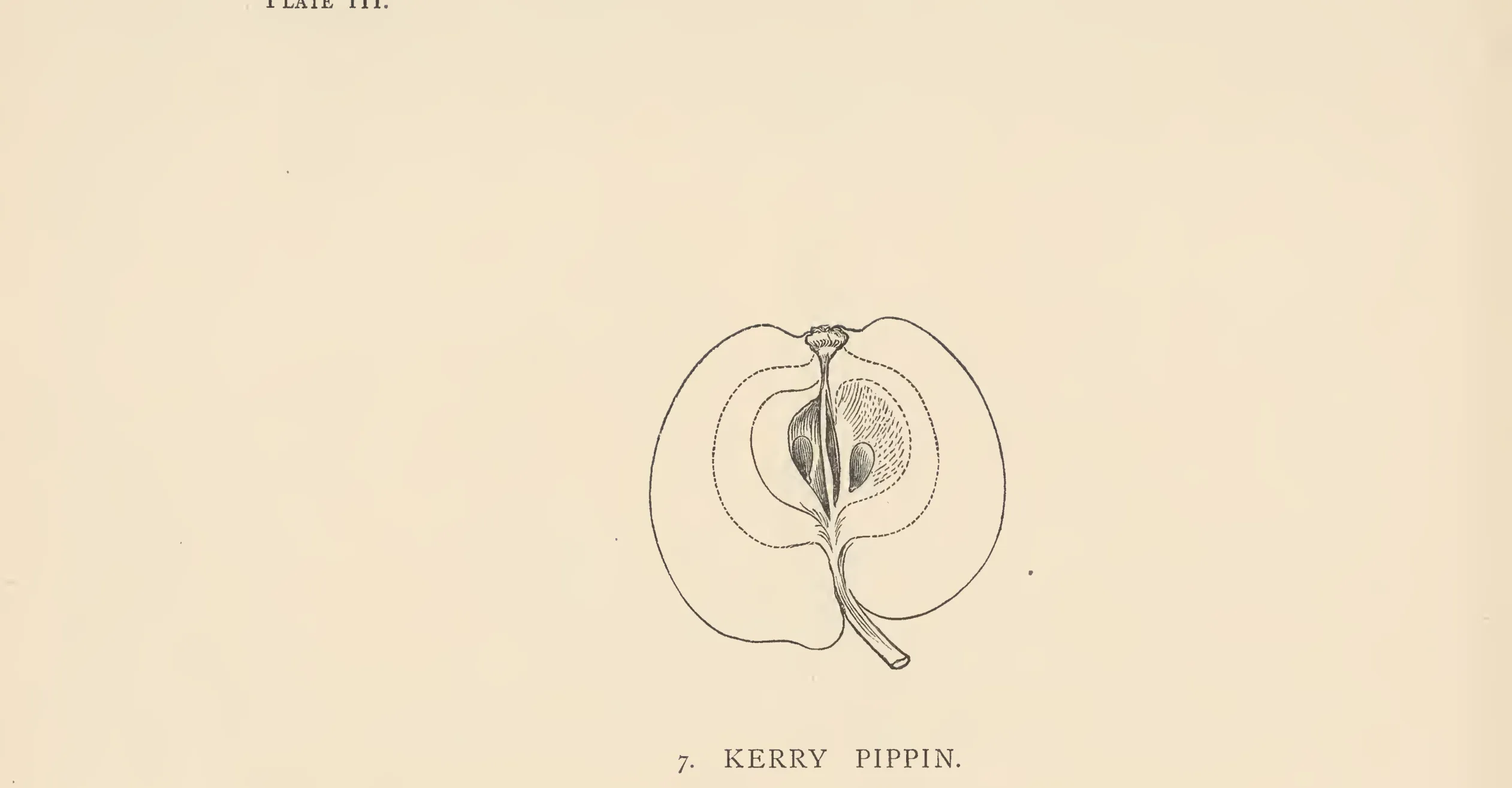 Illustration of Kerry Pippin
