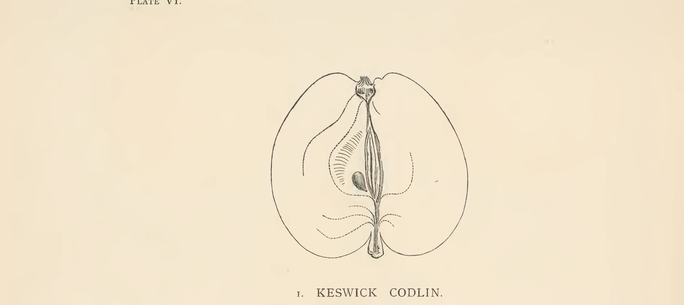 Illustration from The Herefordshire Pomona (1876–1885)
