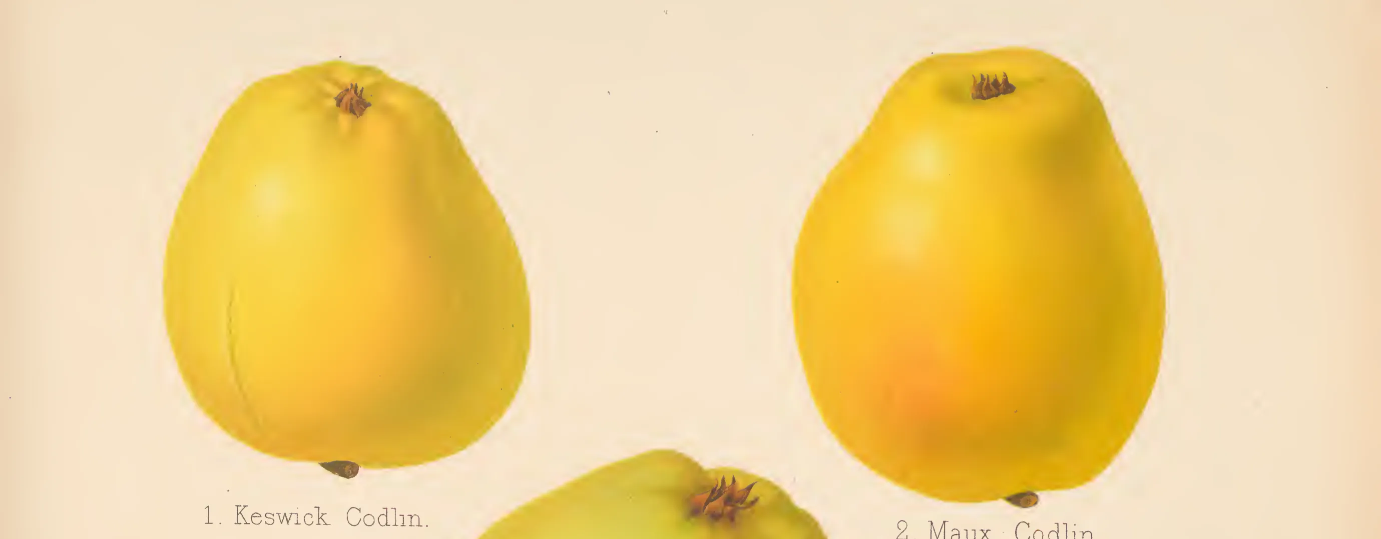 Illustration from The Herefordshire Pomona (1876–1885)