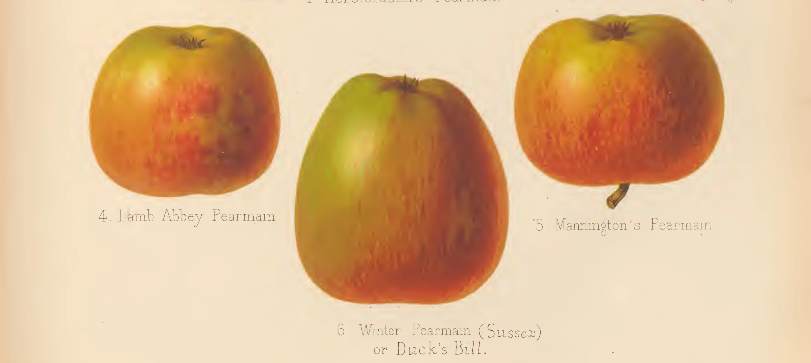 Illustration from The Herefordshire Pomona (1876–1885)