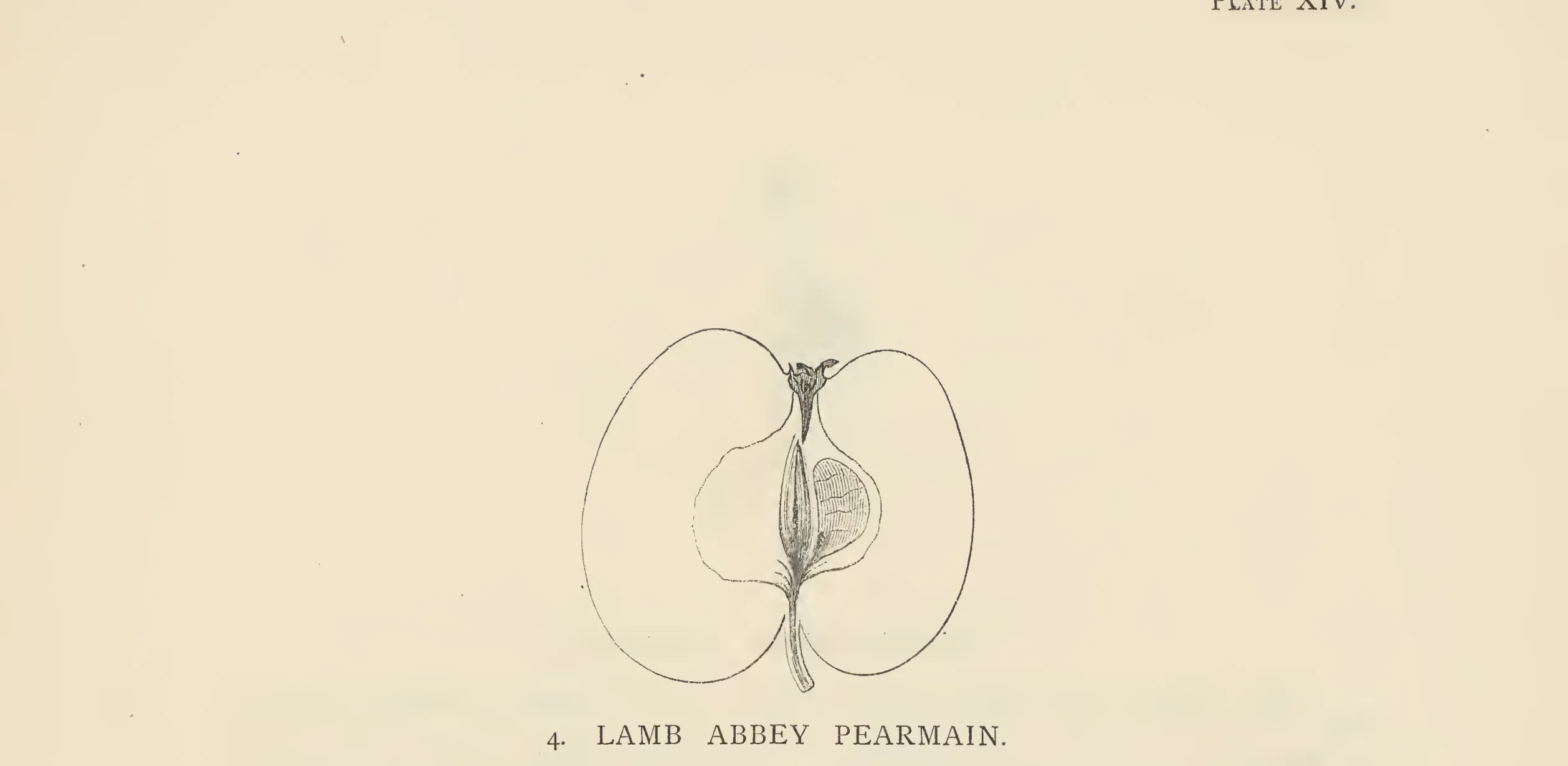 Illustration from The Herefordshire Pomona (1876–1885)