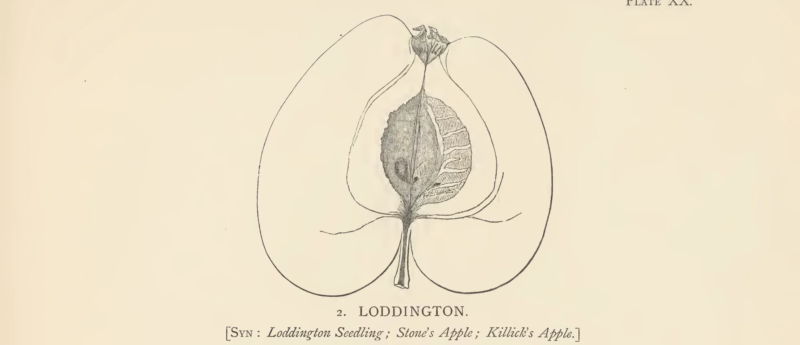 Illustration from The Herefordshire Pomona (1876–1885)