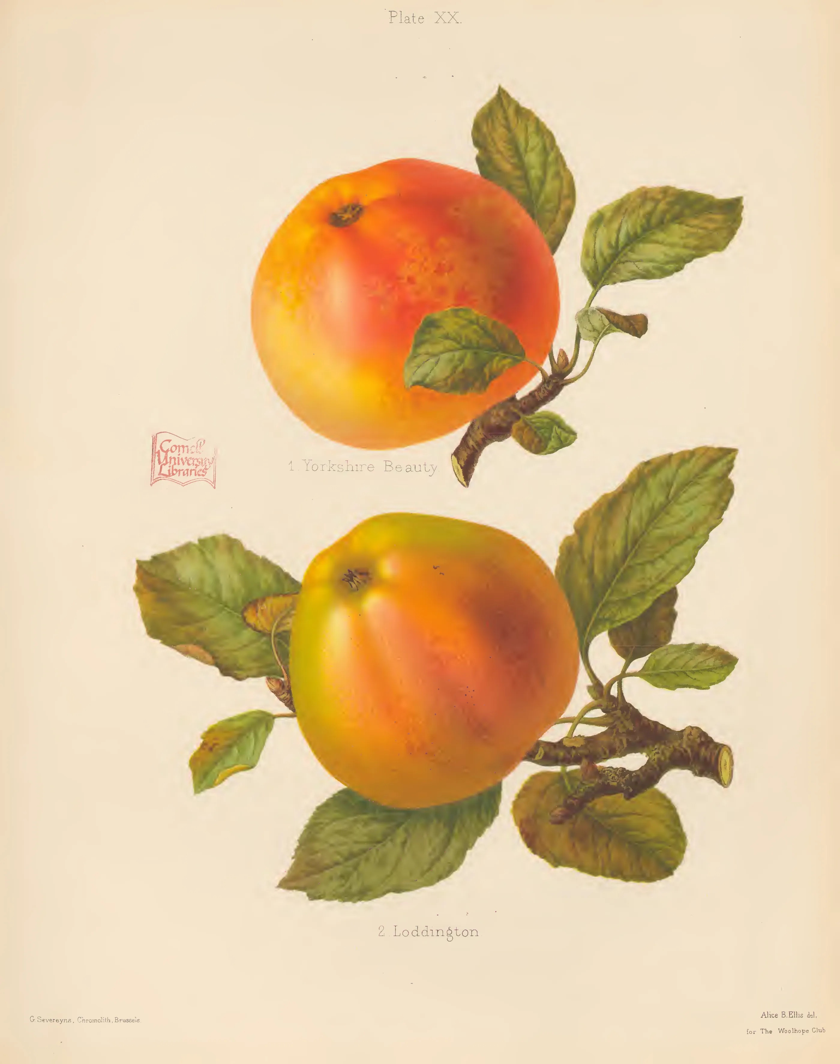Illustration from The Herefordshire Pomona (1876–1885)