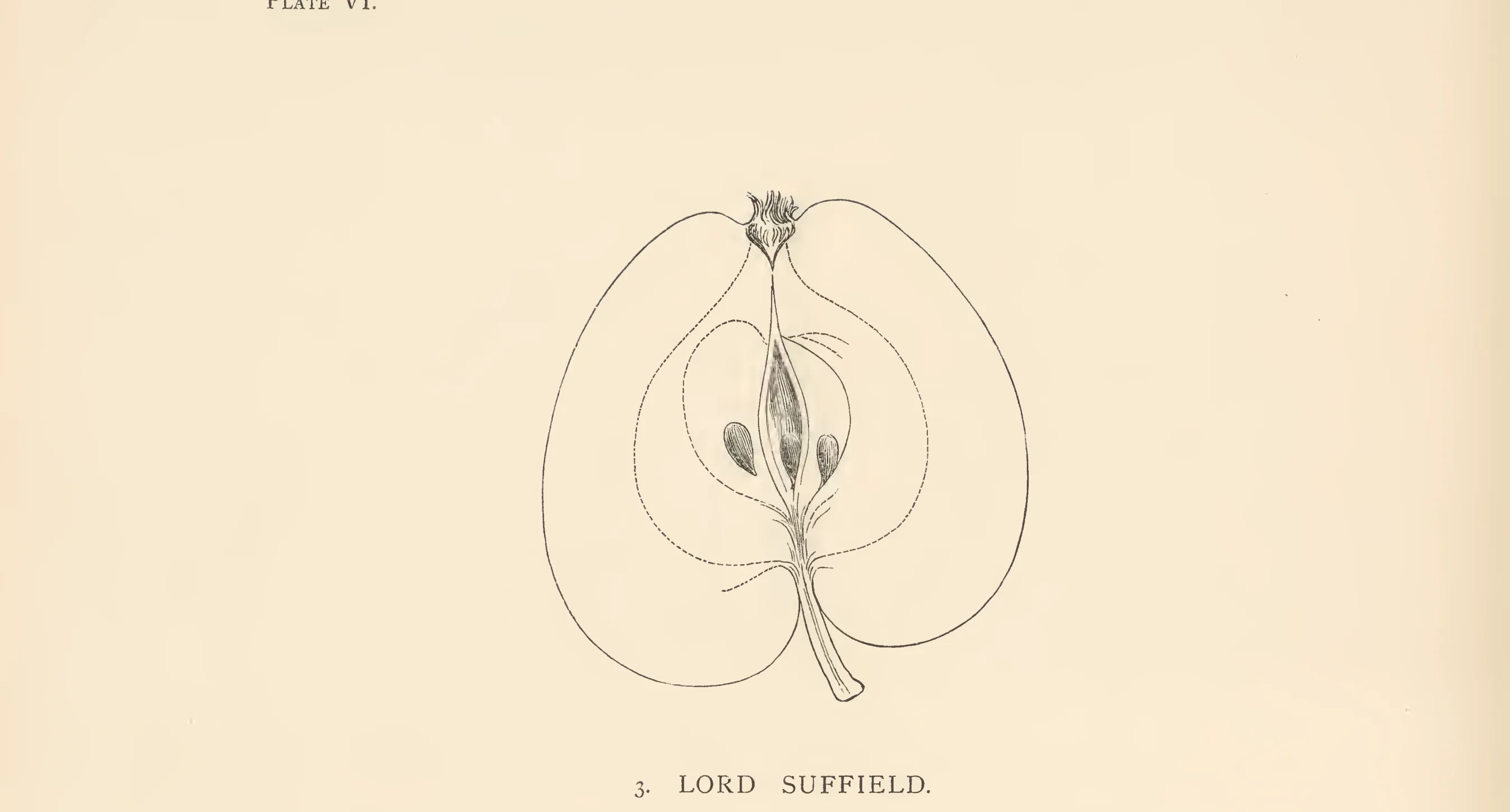 Illustration from The Herefordshire Pomona (1876–1885)