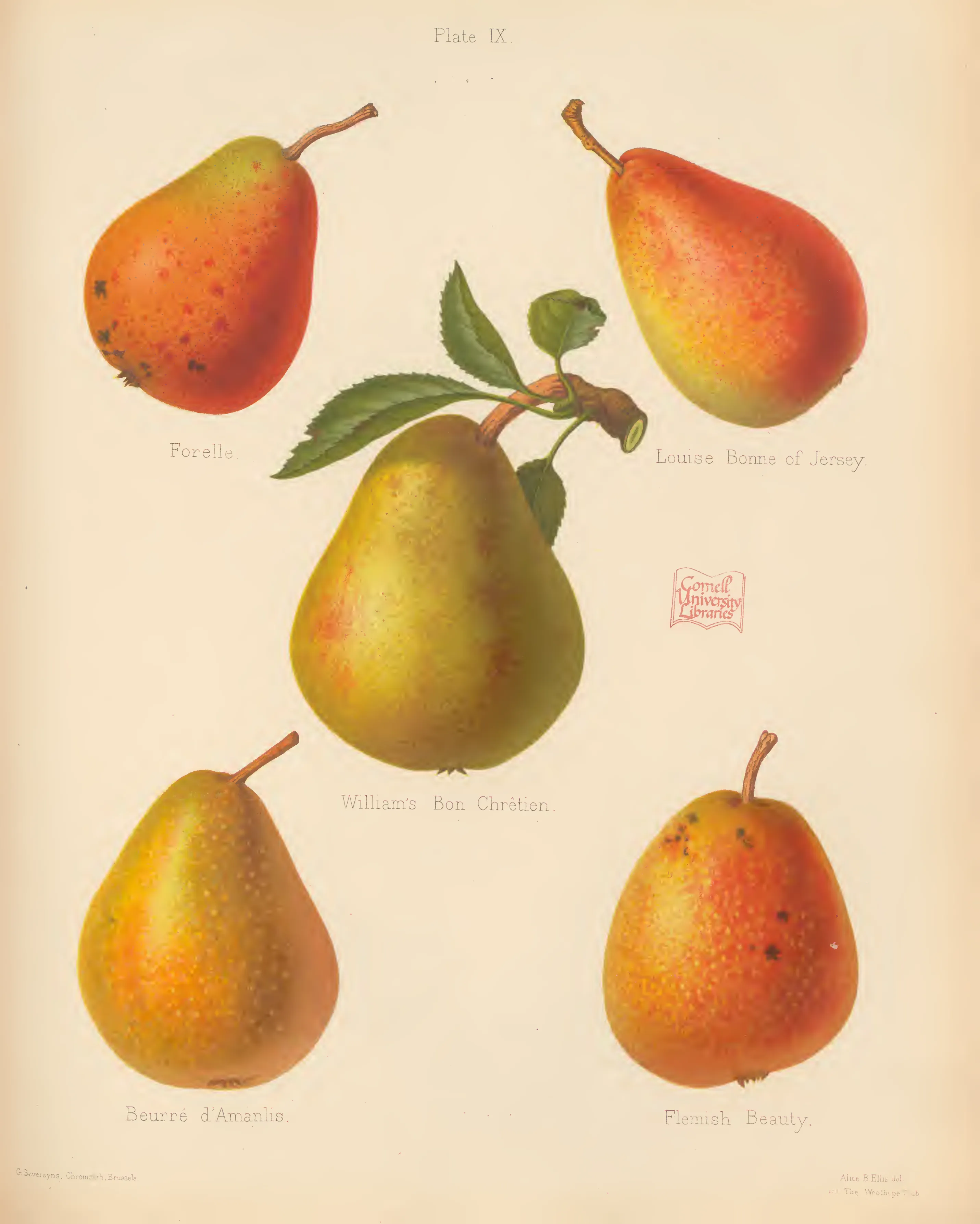 Illustration from The Herefordshire Pomona (1876–1885)