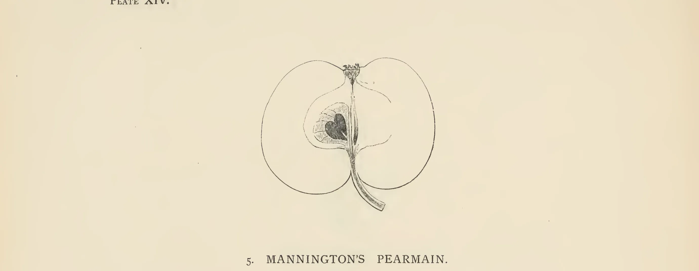 Illustration from The Herefordshire Pomona (1876–1885)