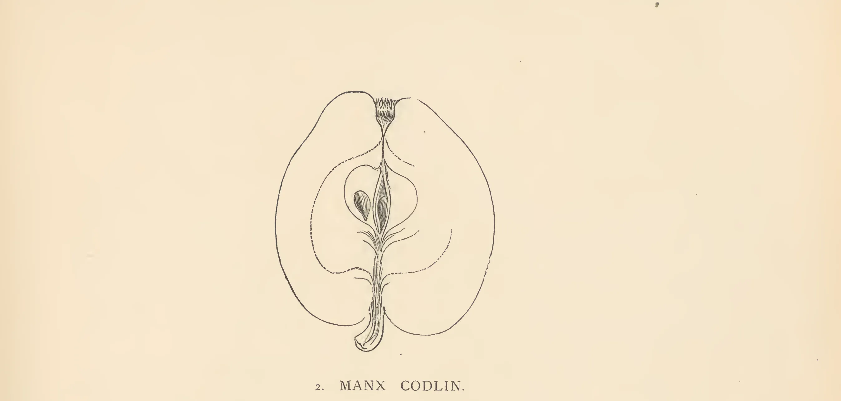 Illustration from The Herefordshire Pomona (1876–1885)