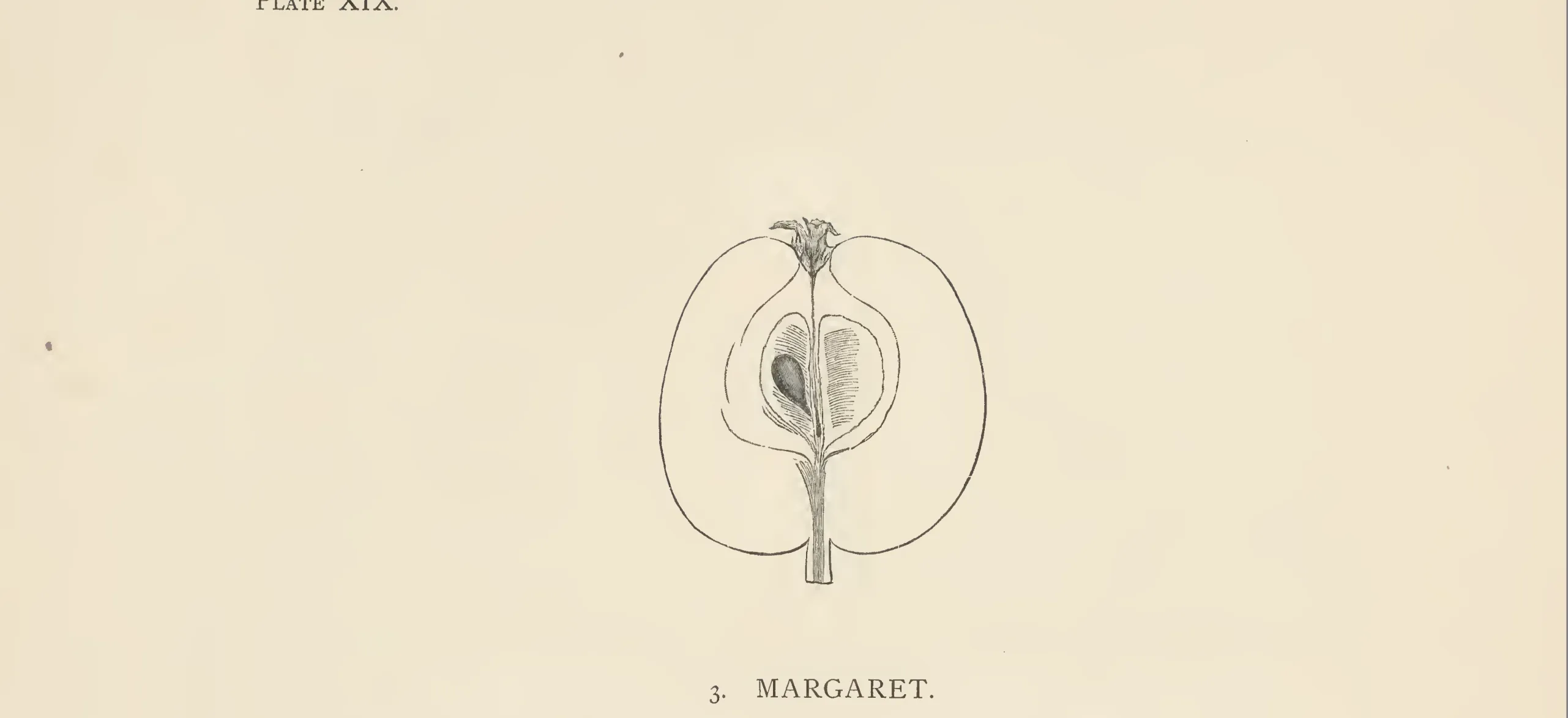 Illustration from The Herefordshire Pomona (1876–1885)