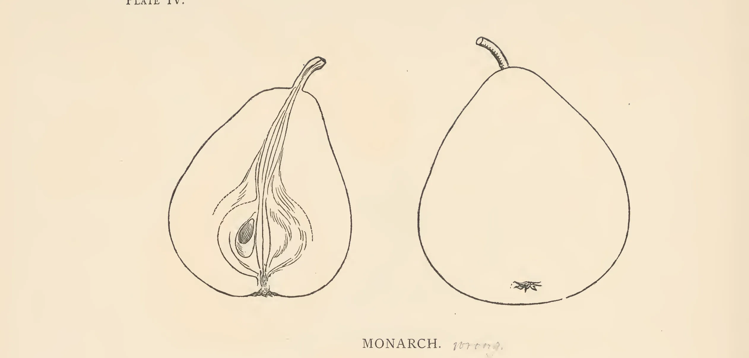 Illustration from The Herefordshire Pomona (1876–1885)
