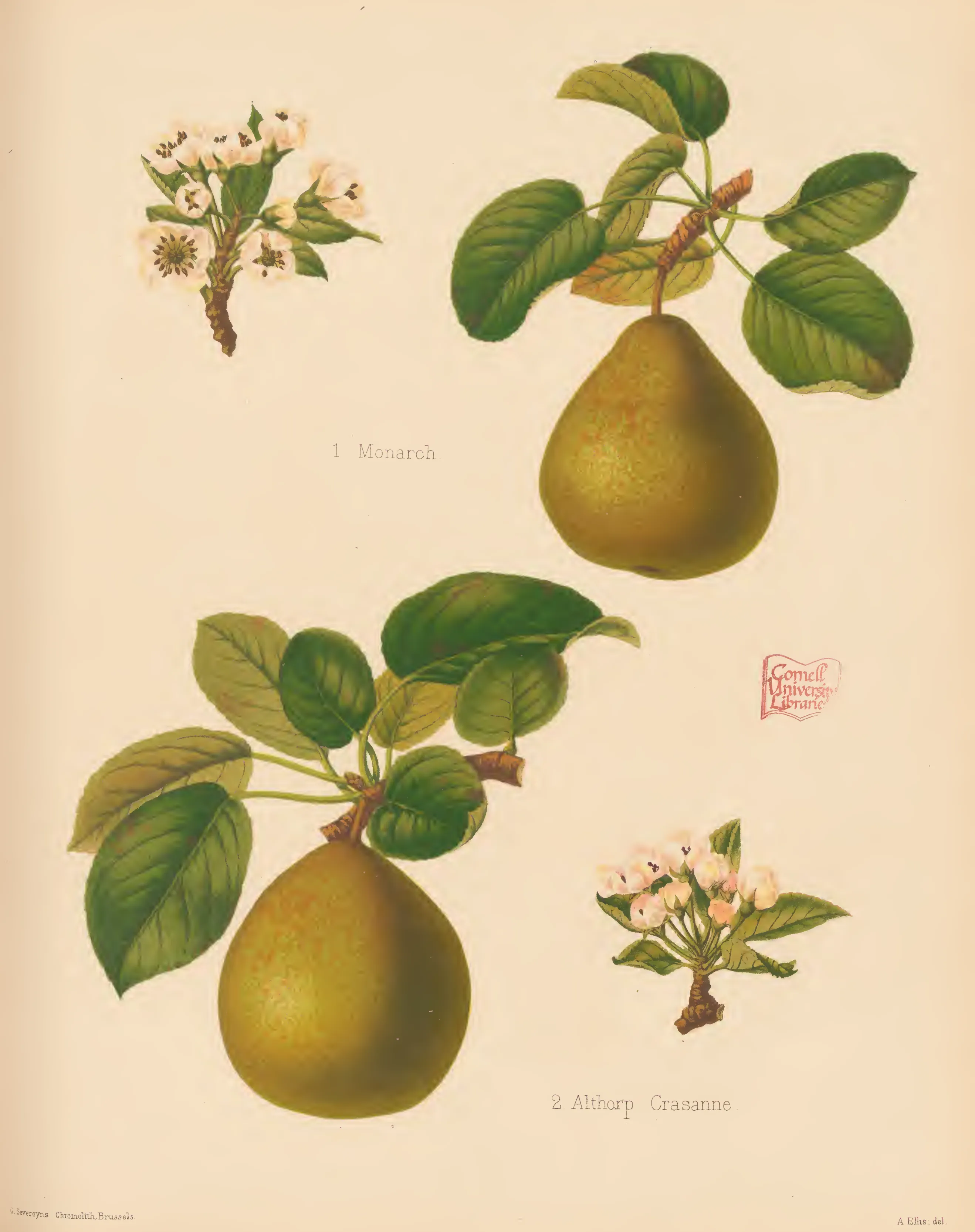 Illustration from The Herefordshire Pomona (1876–1885)