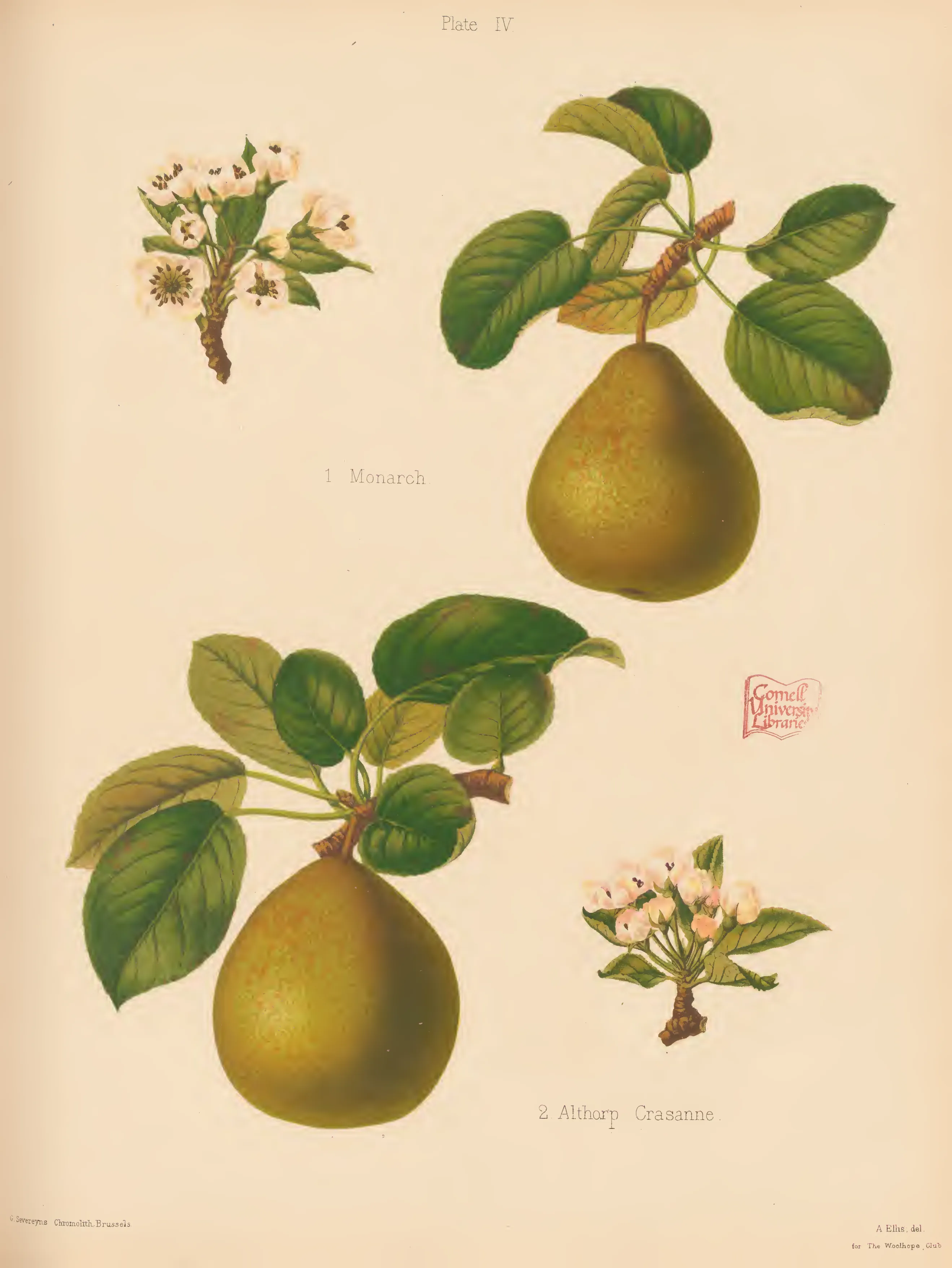 Illustration of Monarch