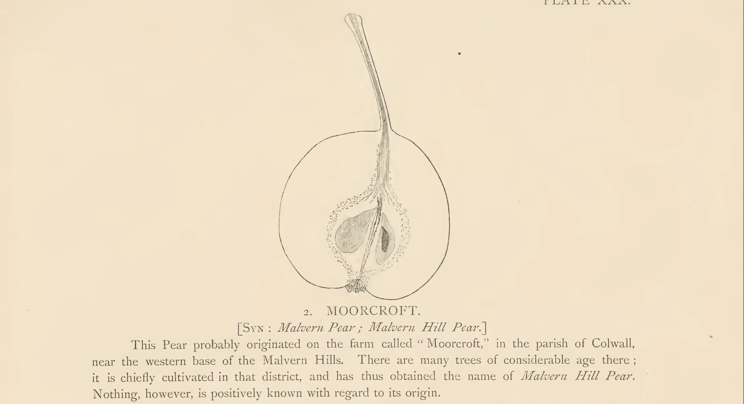 Illustration from The Herefordshire Pomona (1876–1885)