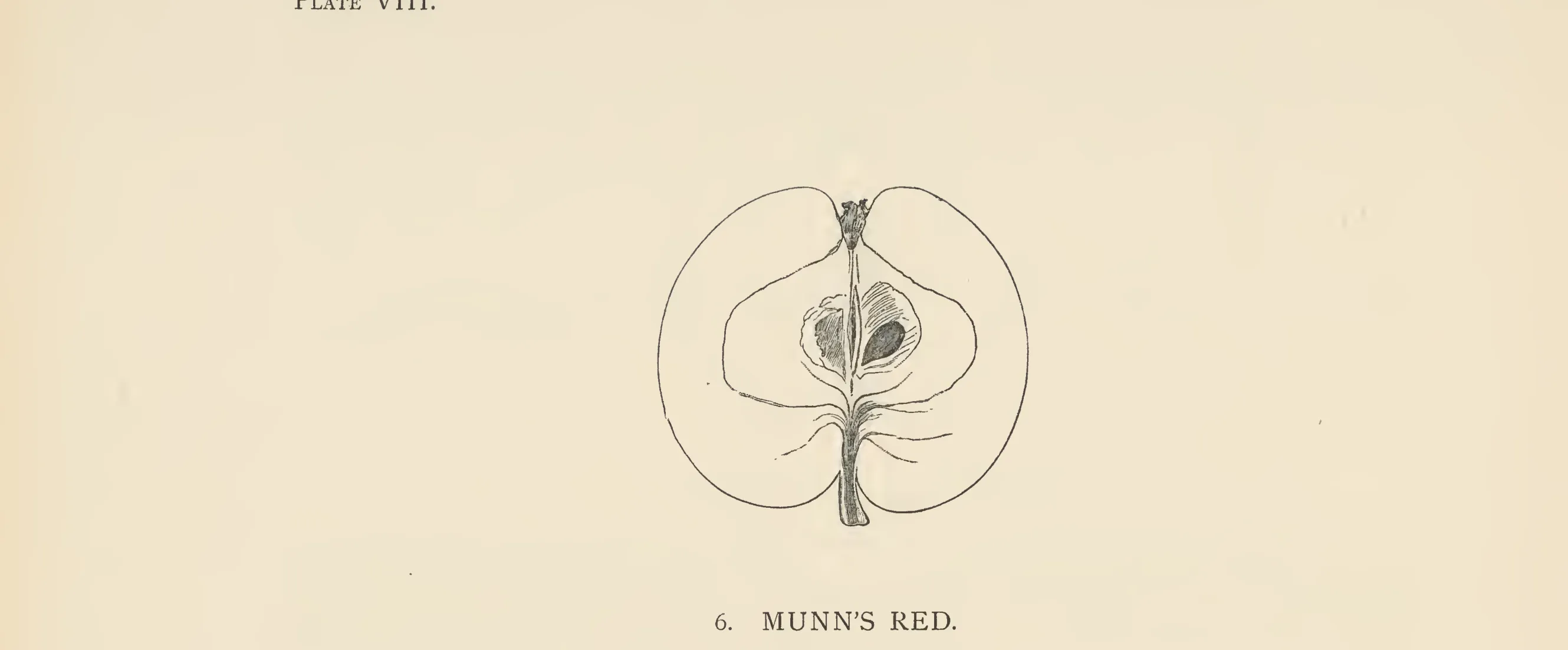 Illustration from The Herefordshire Pomona (1876–1885)