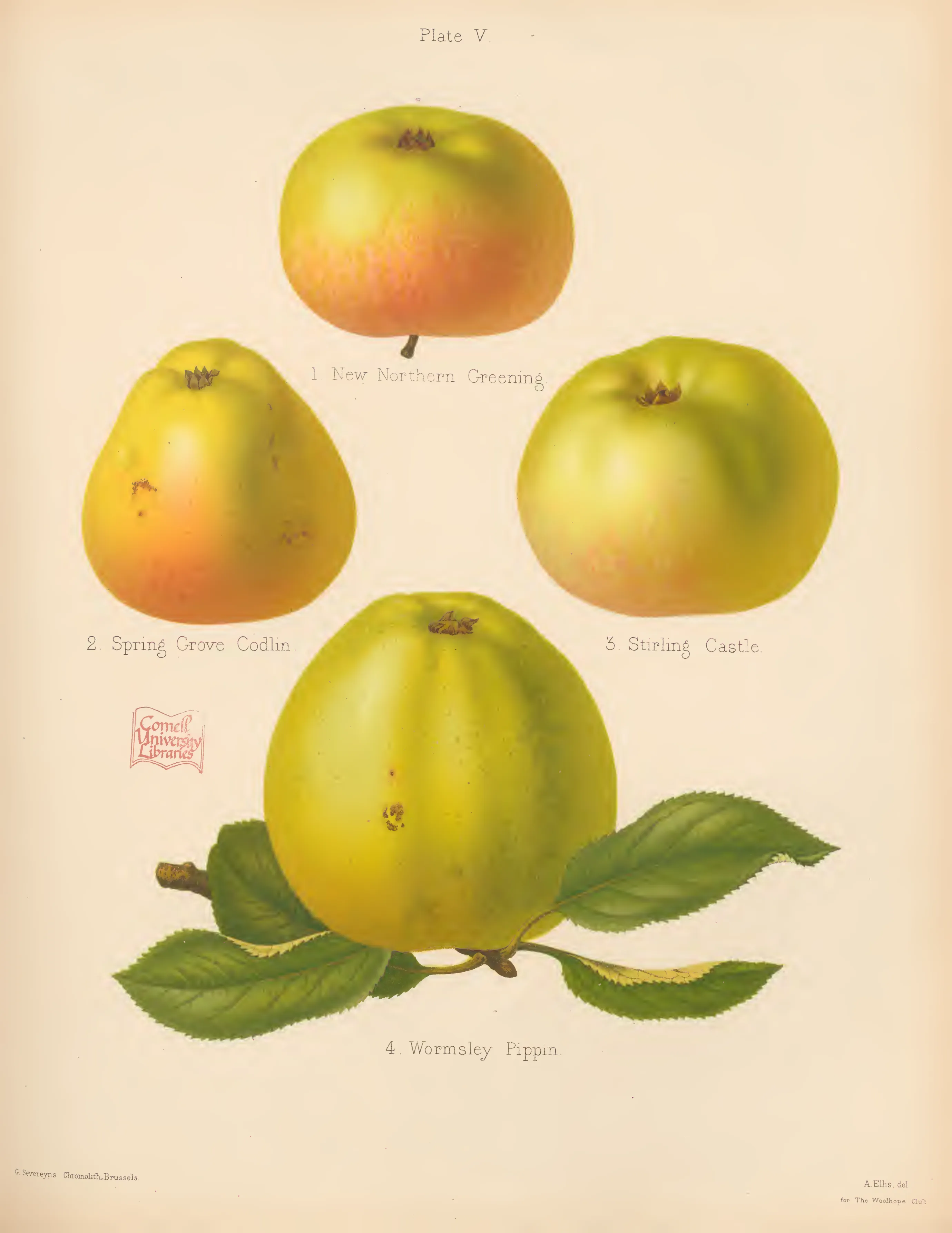 Illustration of New Northern Greening