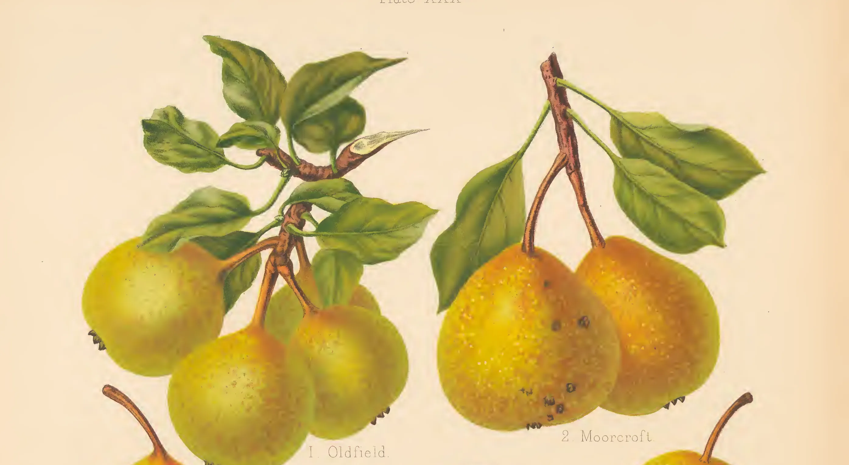 Illustration from The Herefordshire Pomona (1876–1885)