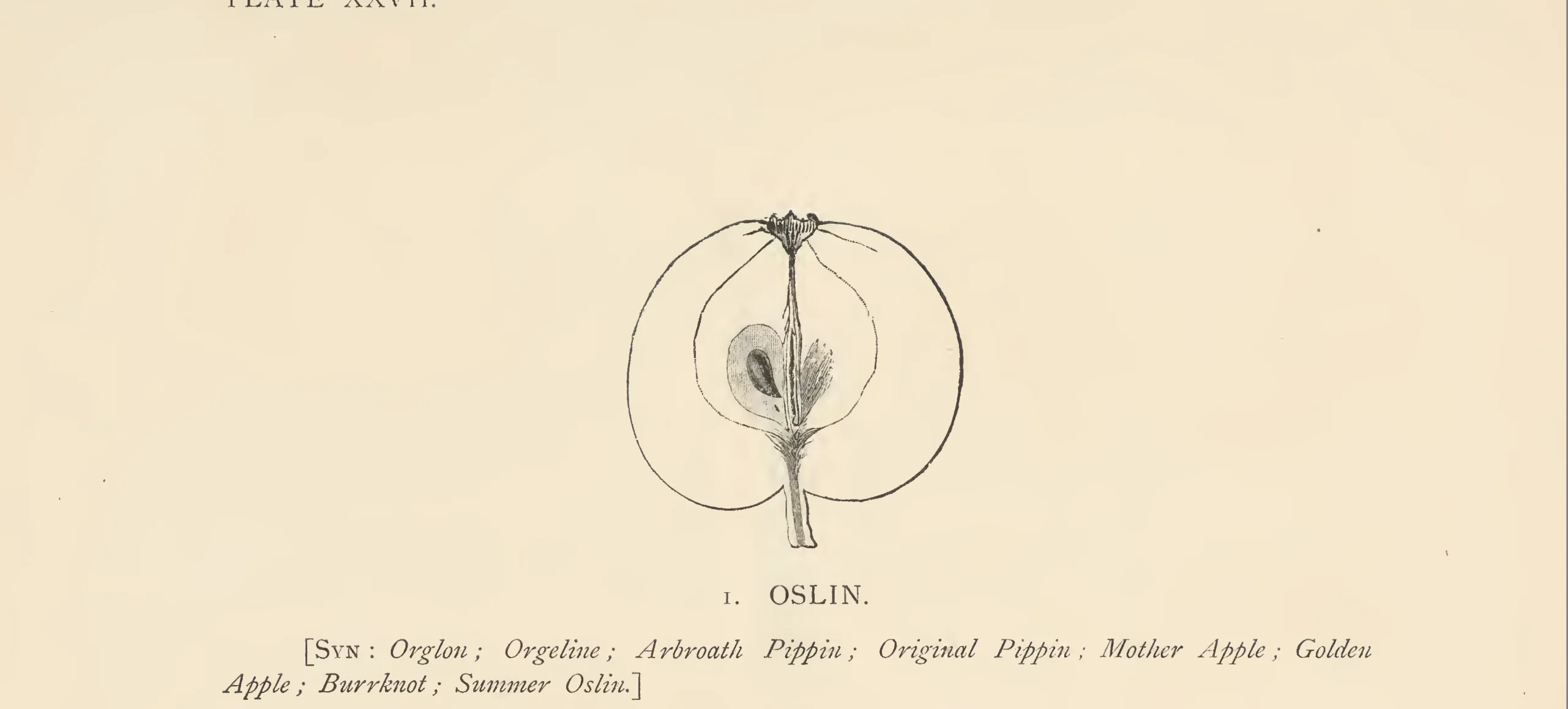 Illustration of Oslin