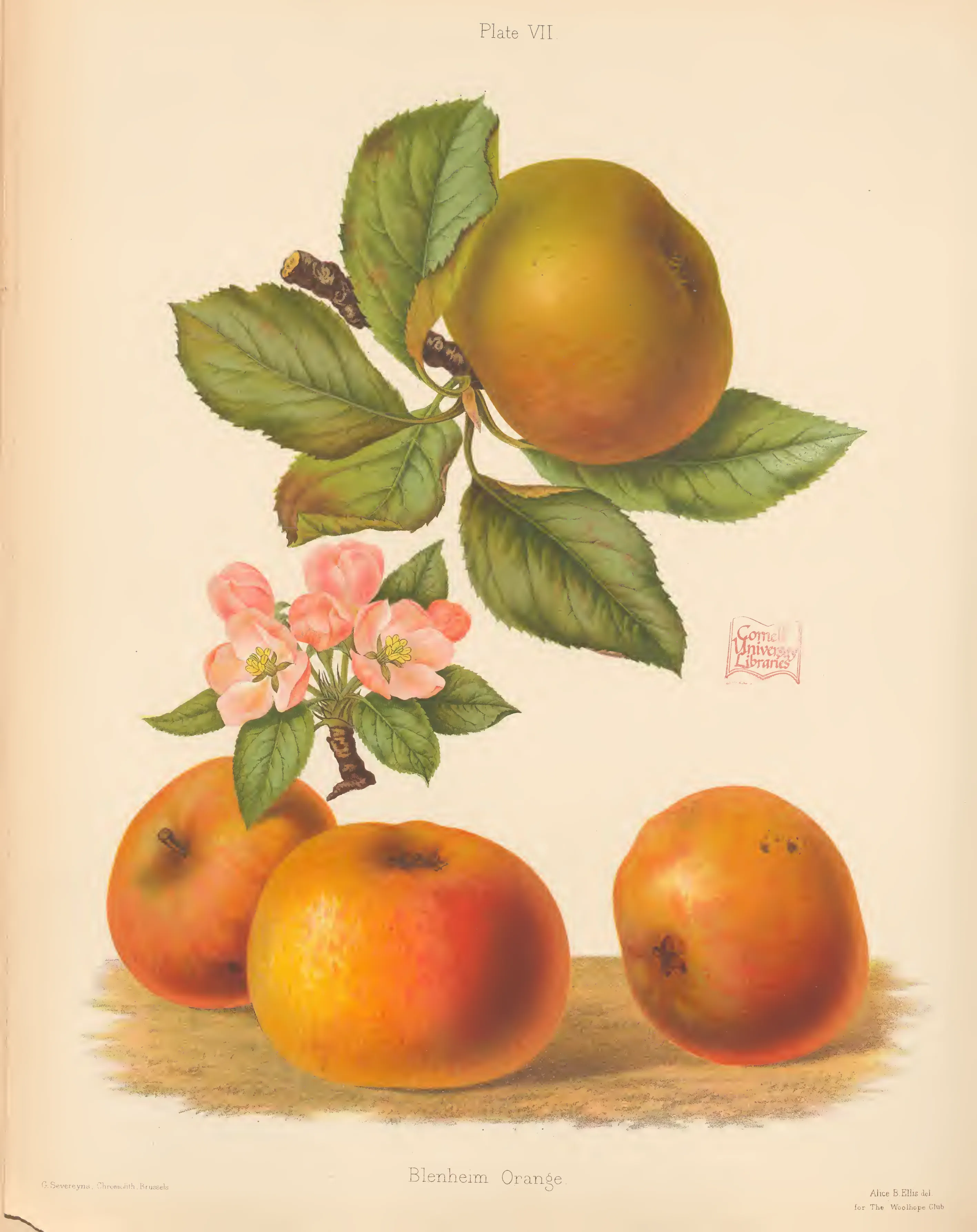 Illustration from The Herefordshire Pomona (1876–1885)
