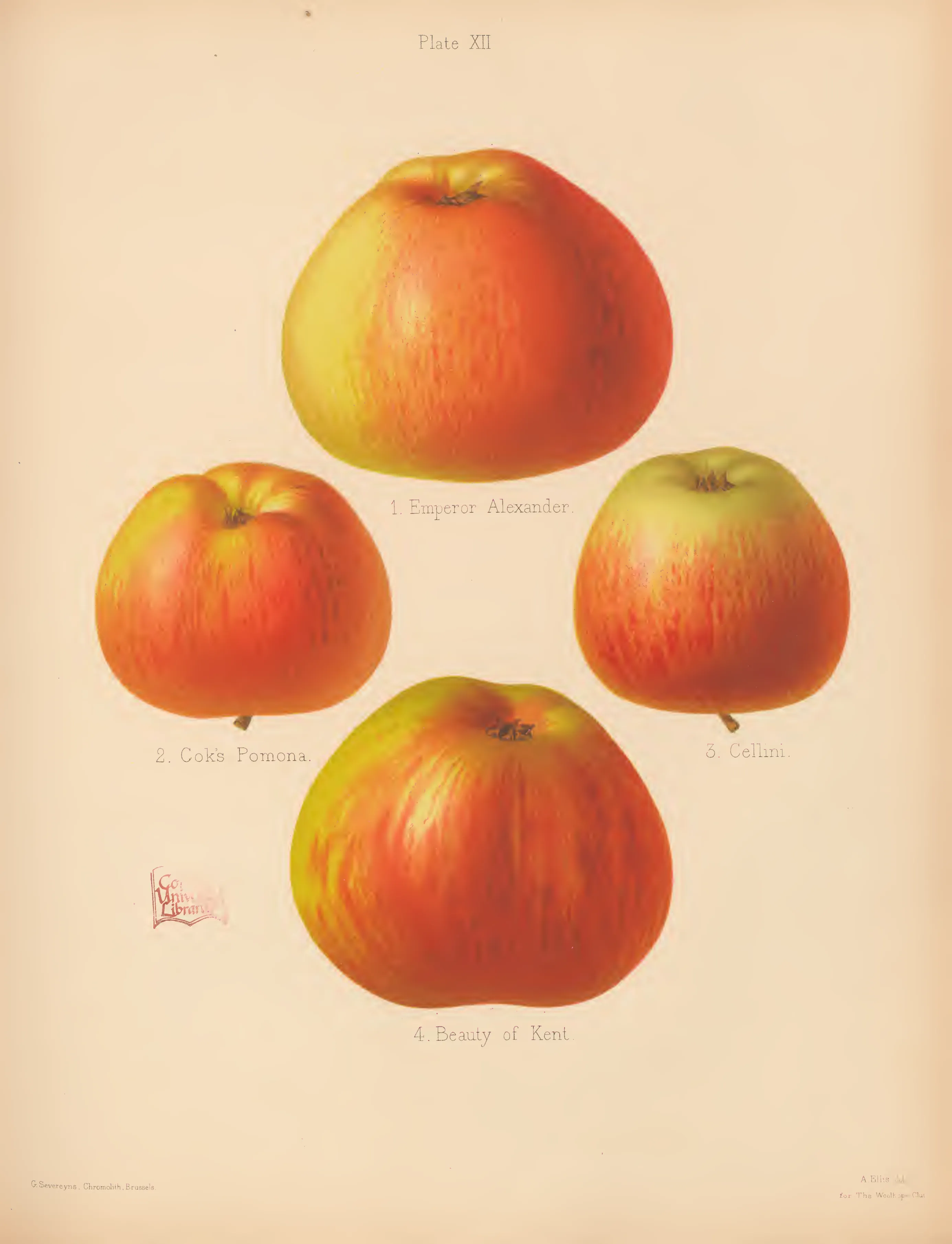 Illustration from The Herefordshire Pomona (1876–1885)