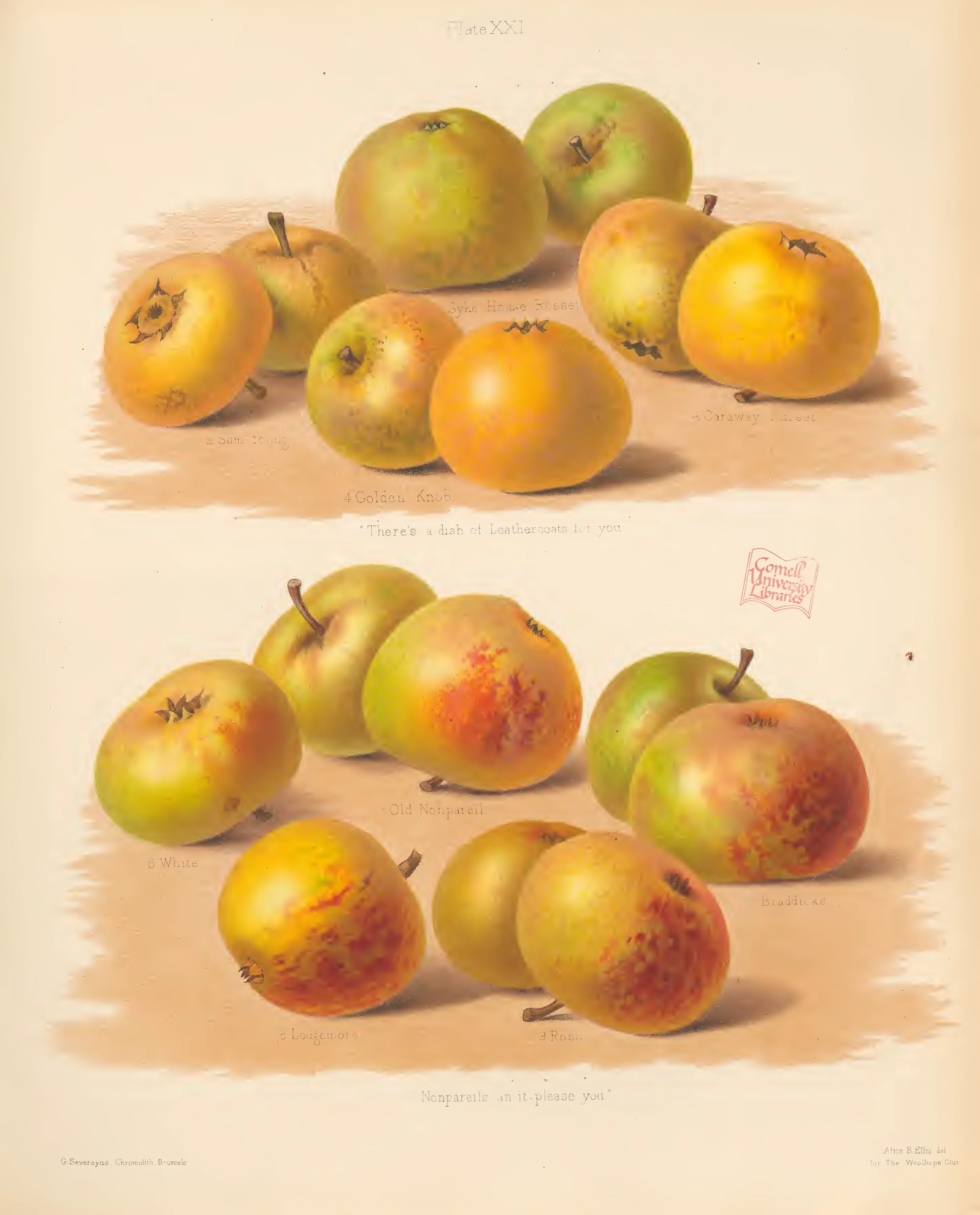 Illustration from The Herefordshire Pomona (1876–1885)