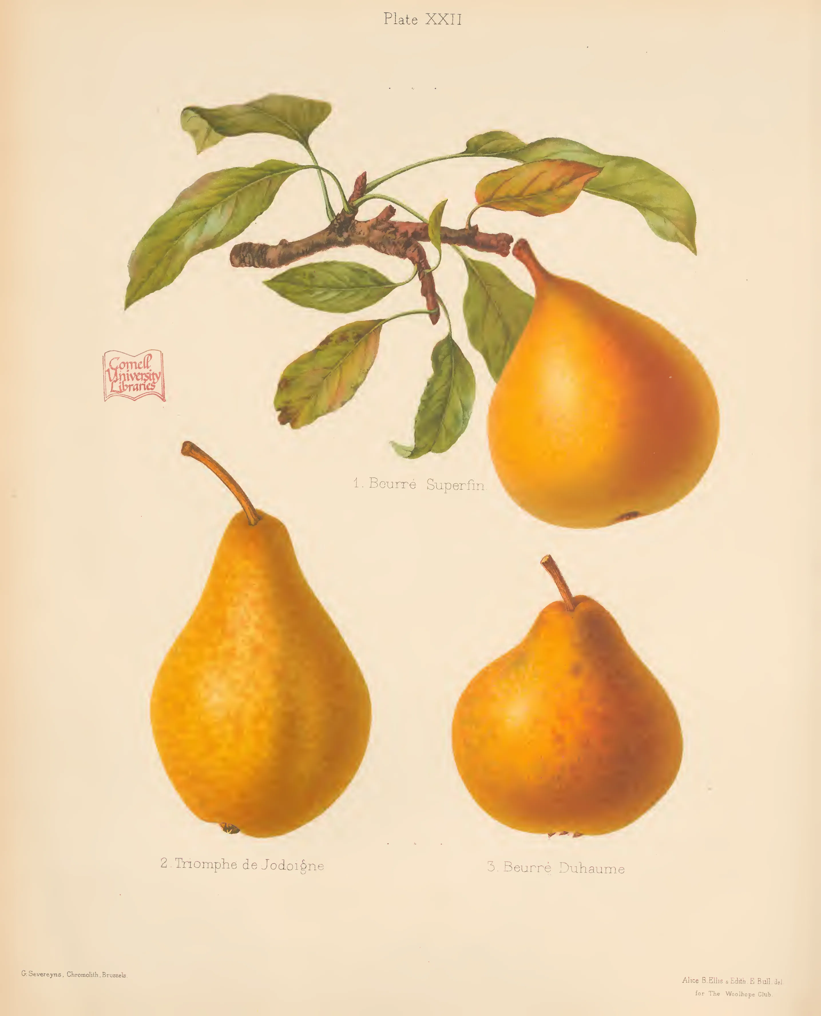 Illustration from The Herefordshire Pomona (1876–1885)