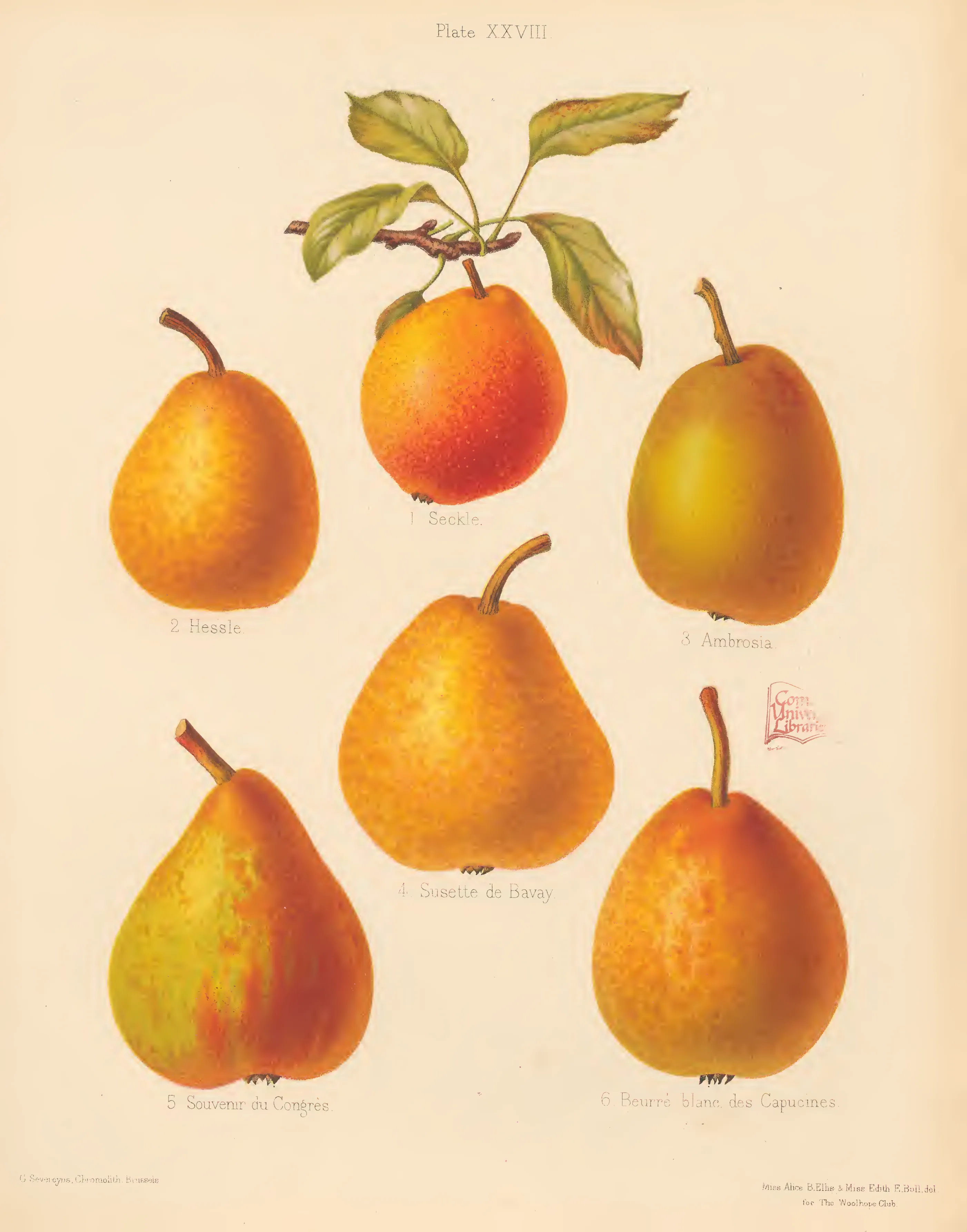 Illustration from The Herefordshire Pomona (1876–1885)