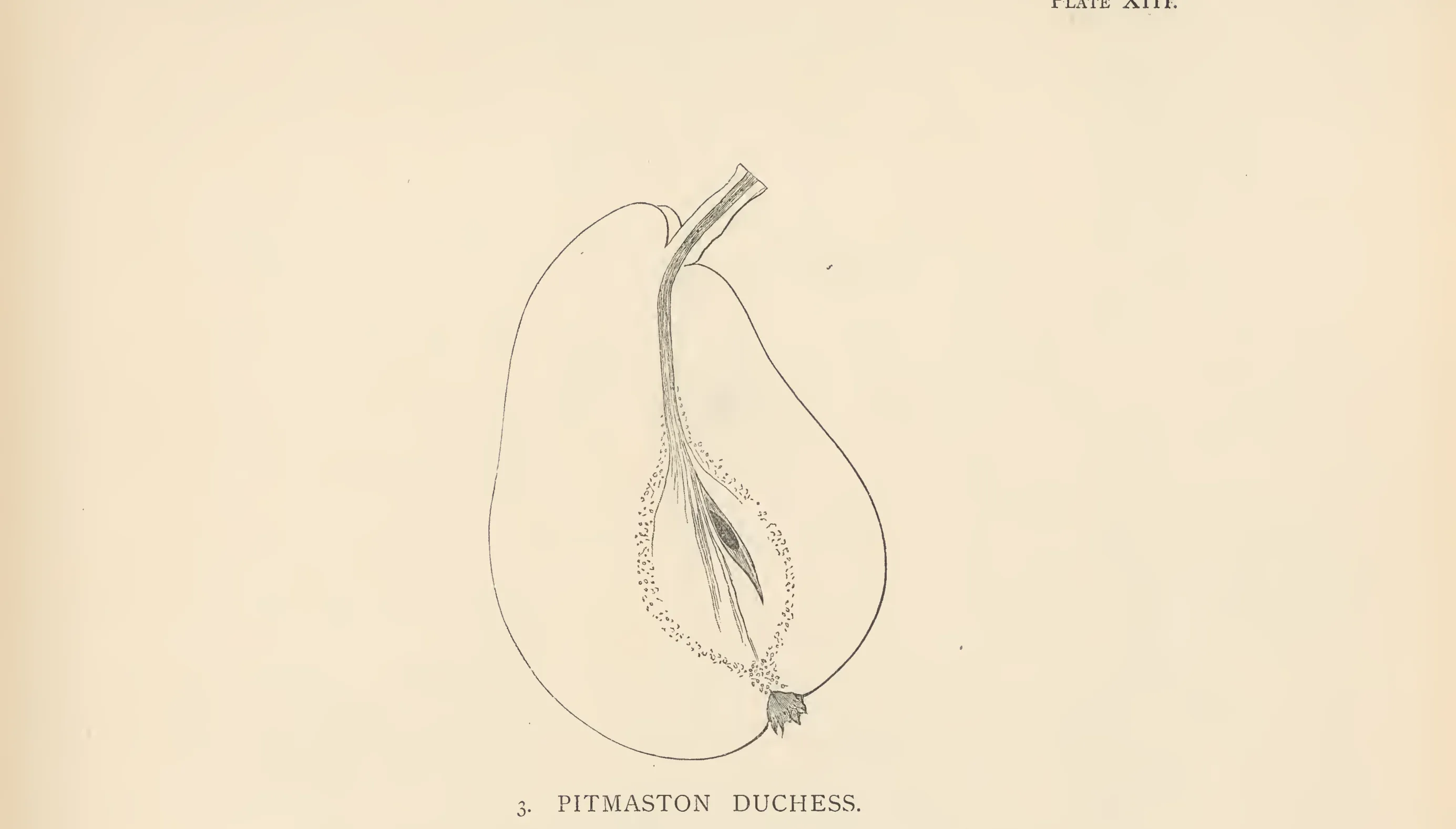 Illustration from The Herefordshire Pomona (1876–1885)
