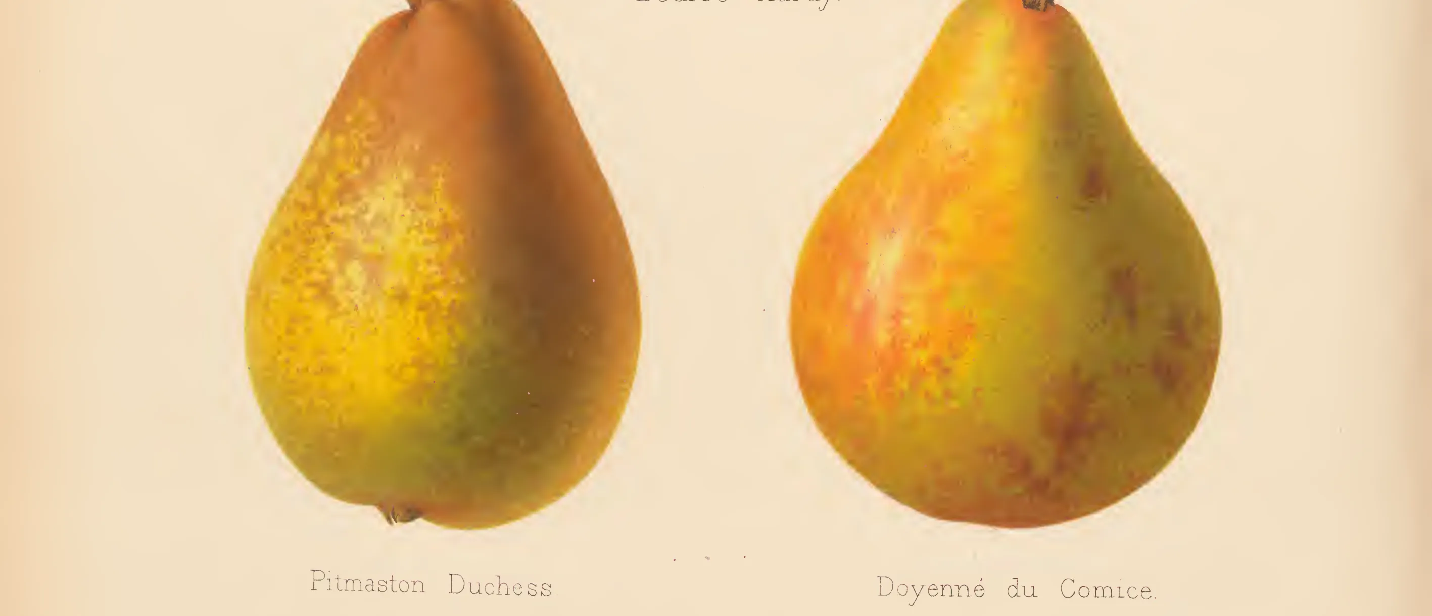 Illustration from The Herefordshire Pomona (1876–1885)