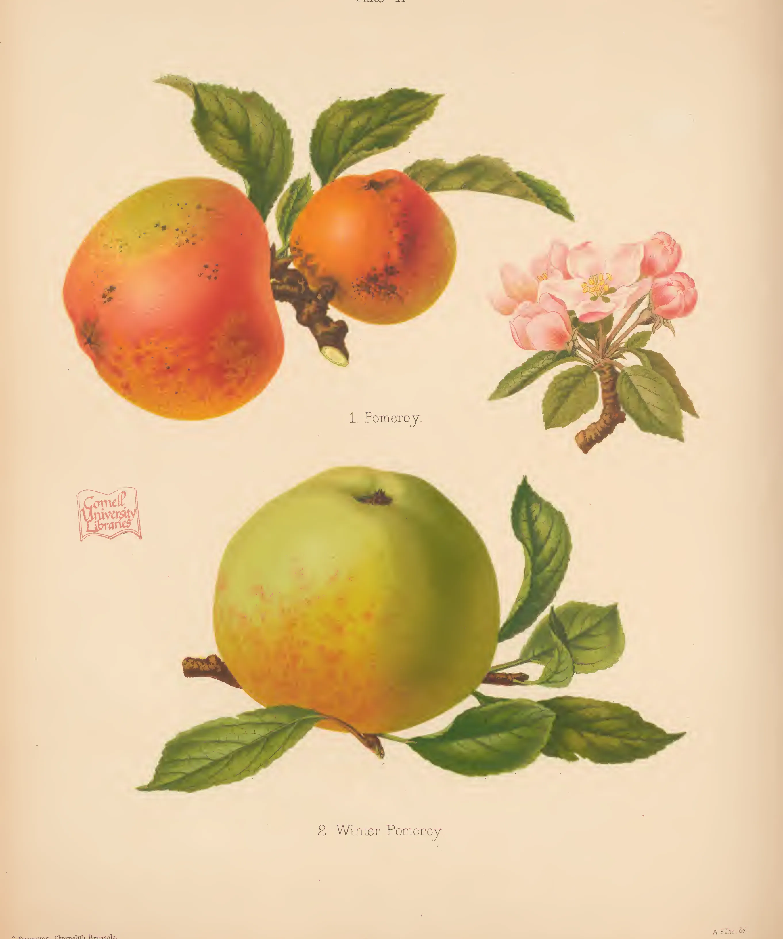Illustration from The Herefordshire Pomona (1876–1885)