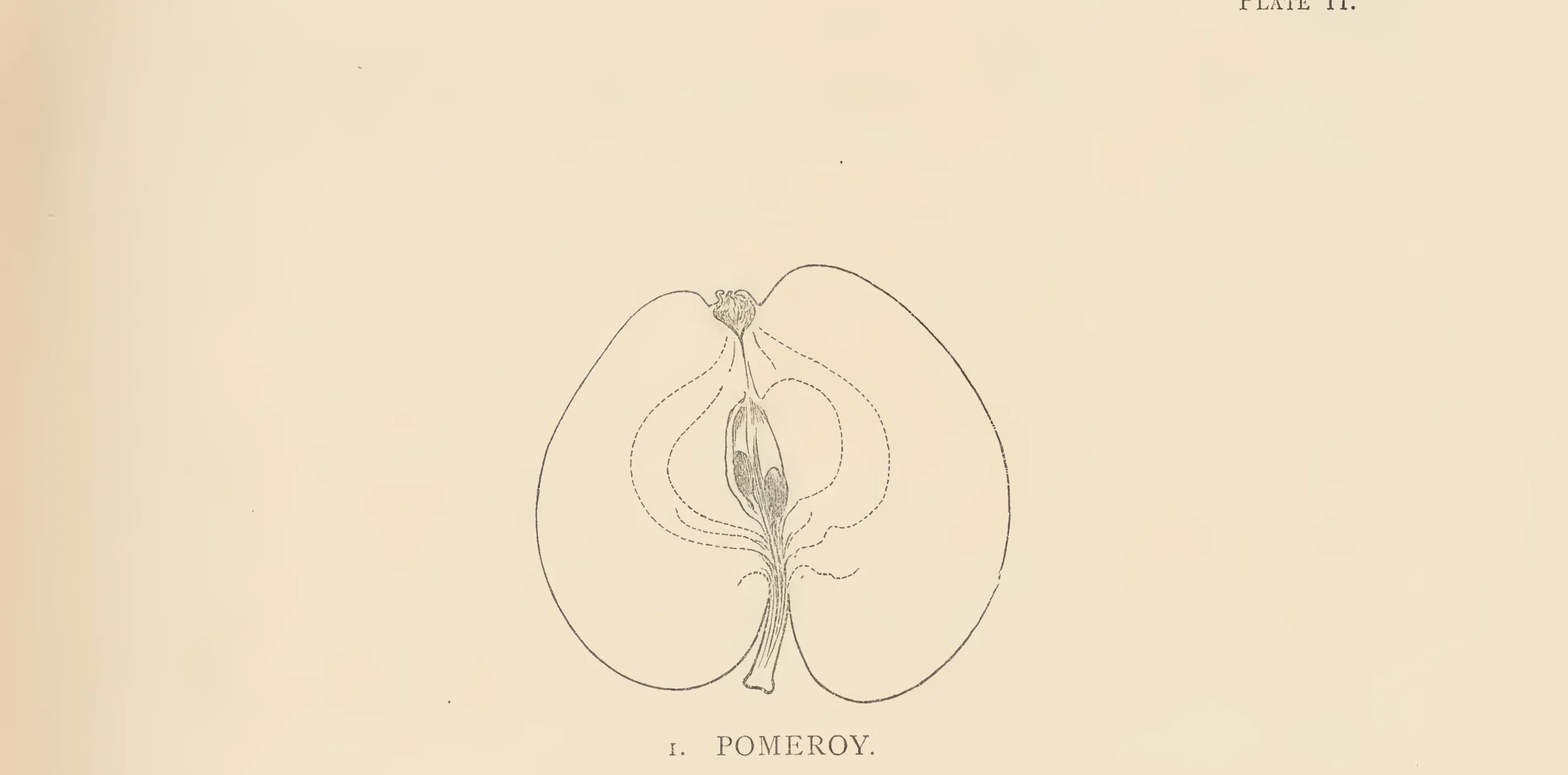 Illustration from The Herefordshire Pomona (1876–1885)