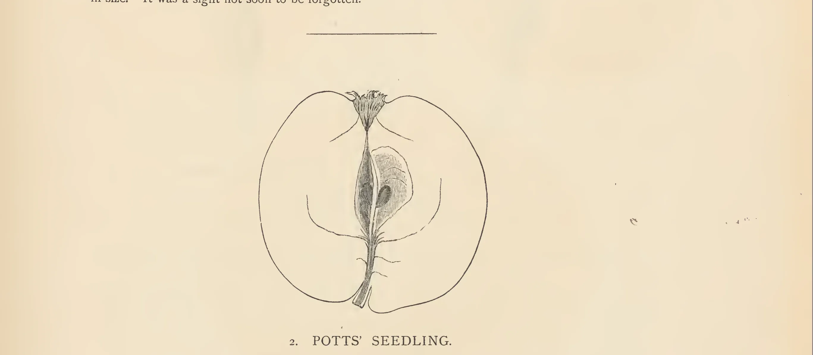 Illustration from The Herefordshire Pomona (1876–1885)