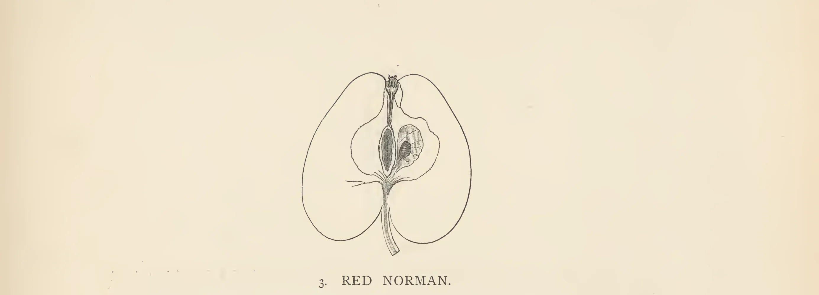 Illustration from The Herefordshire Pomona (1876–1885)