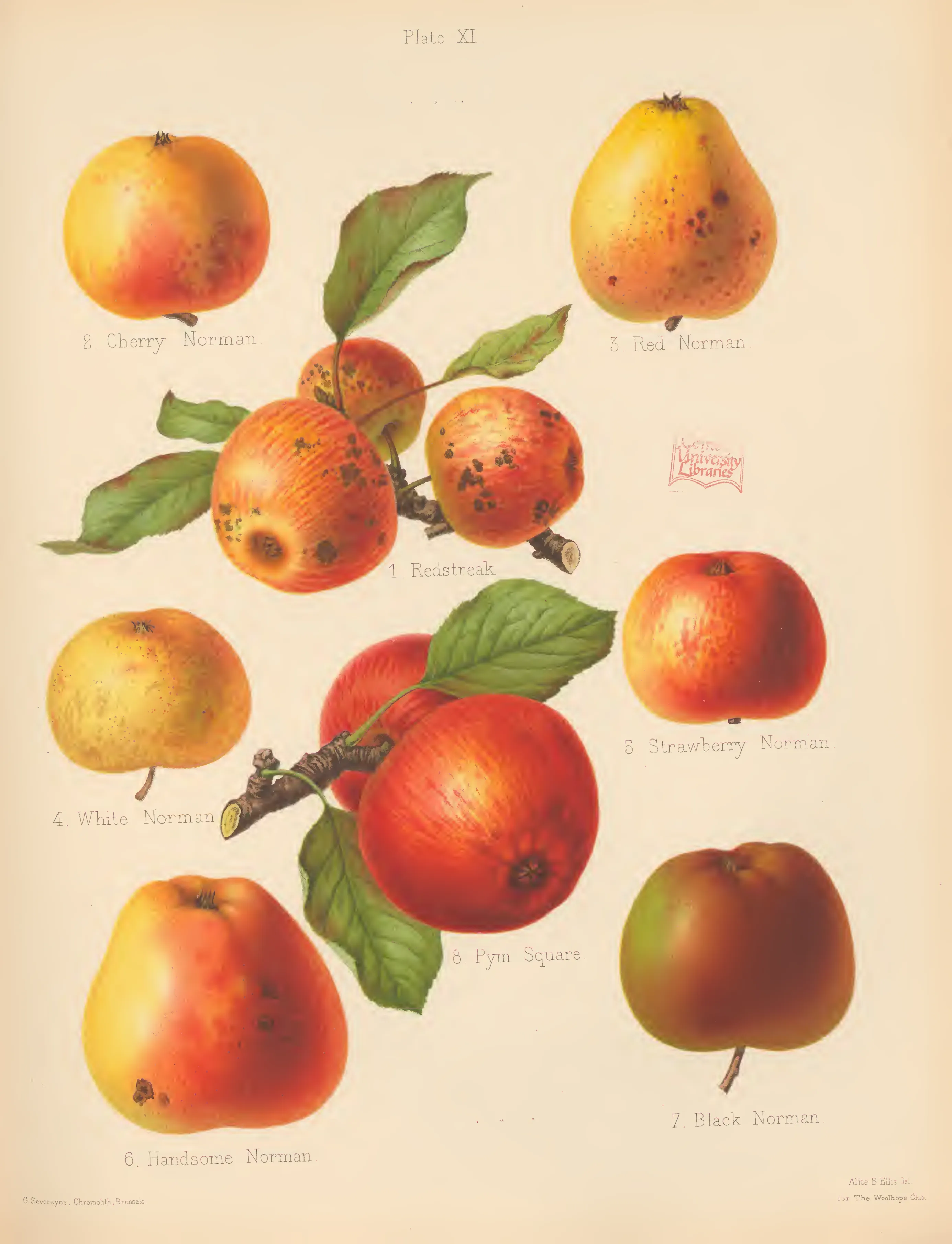 Illustration of Red Norman