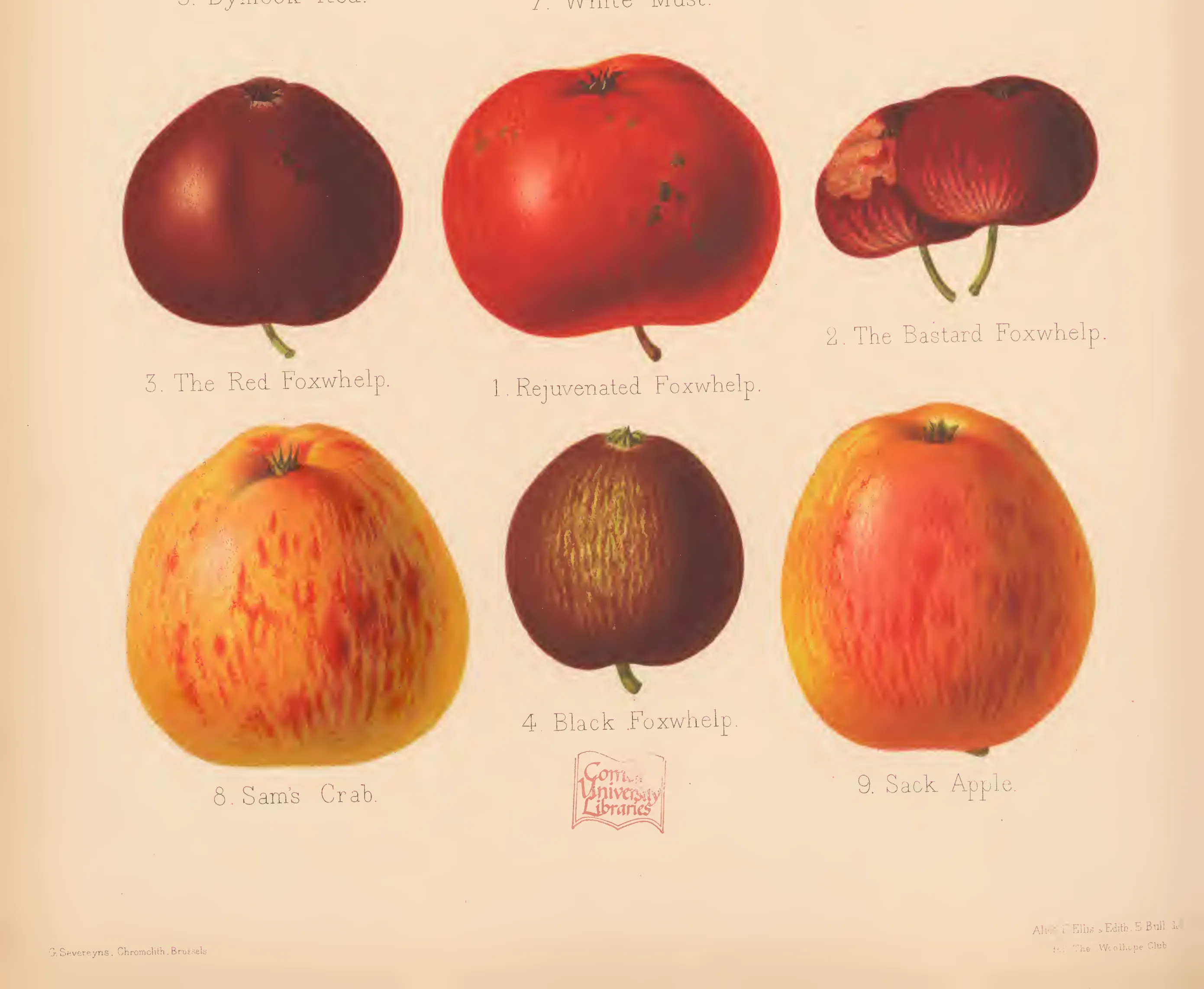 Illustration from The Herefordshire Pomona (1876–1885)