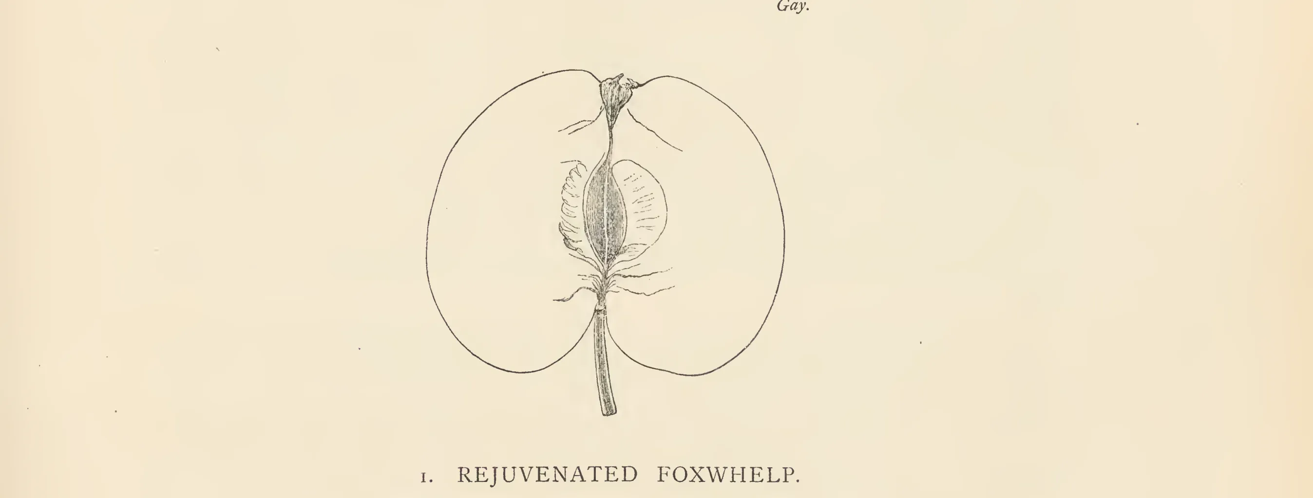 Illustration from The Herefordshire Pomona (1876–1885)