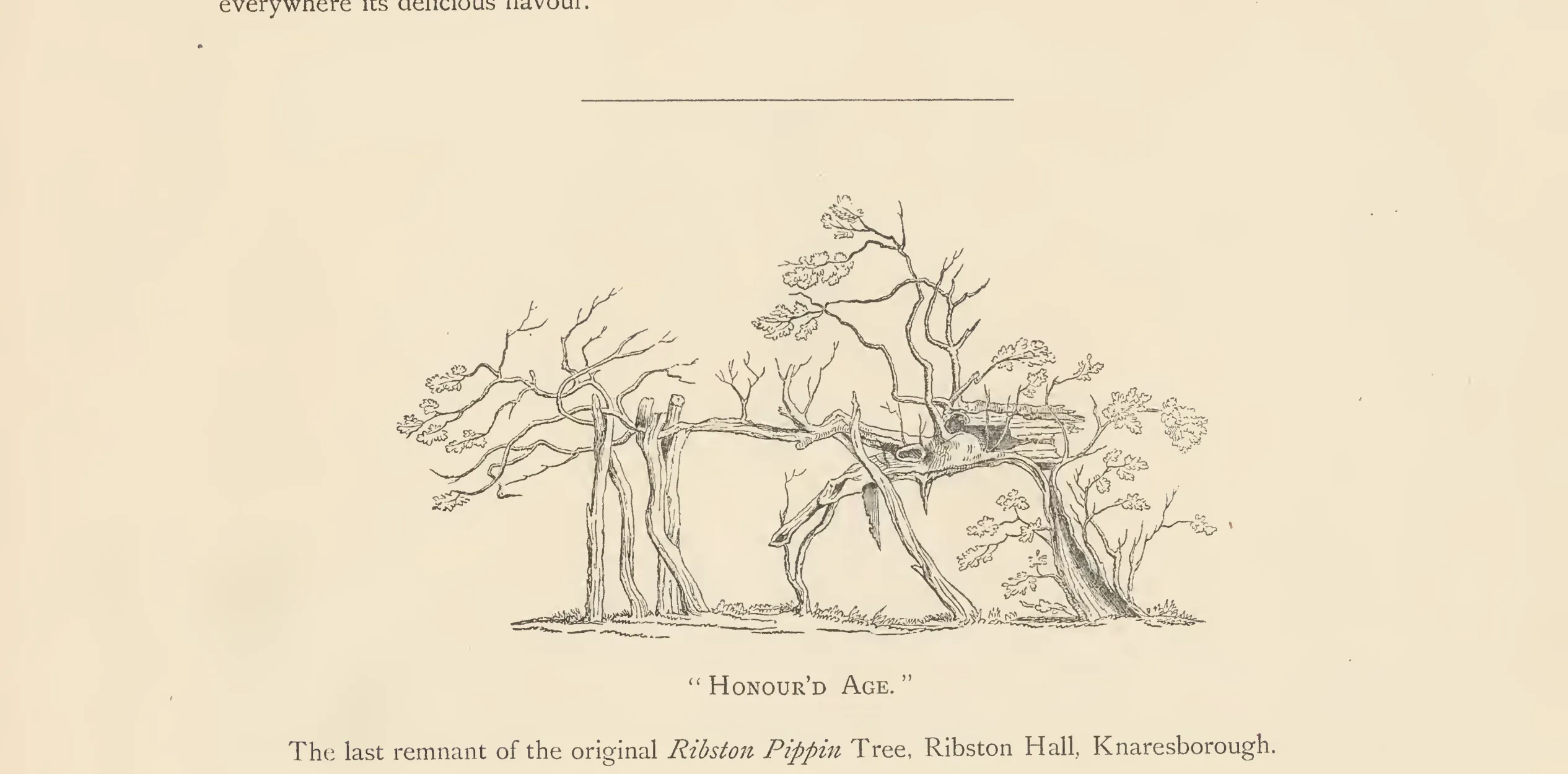 Illustration from The Herefordshire Pomona (1876–1885)