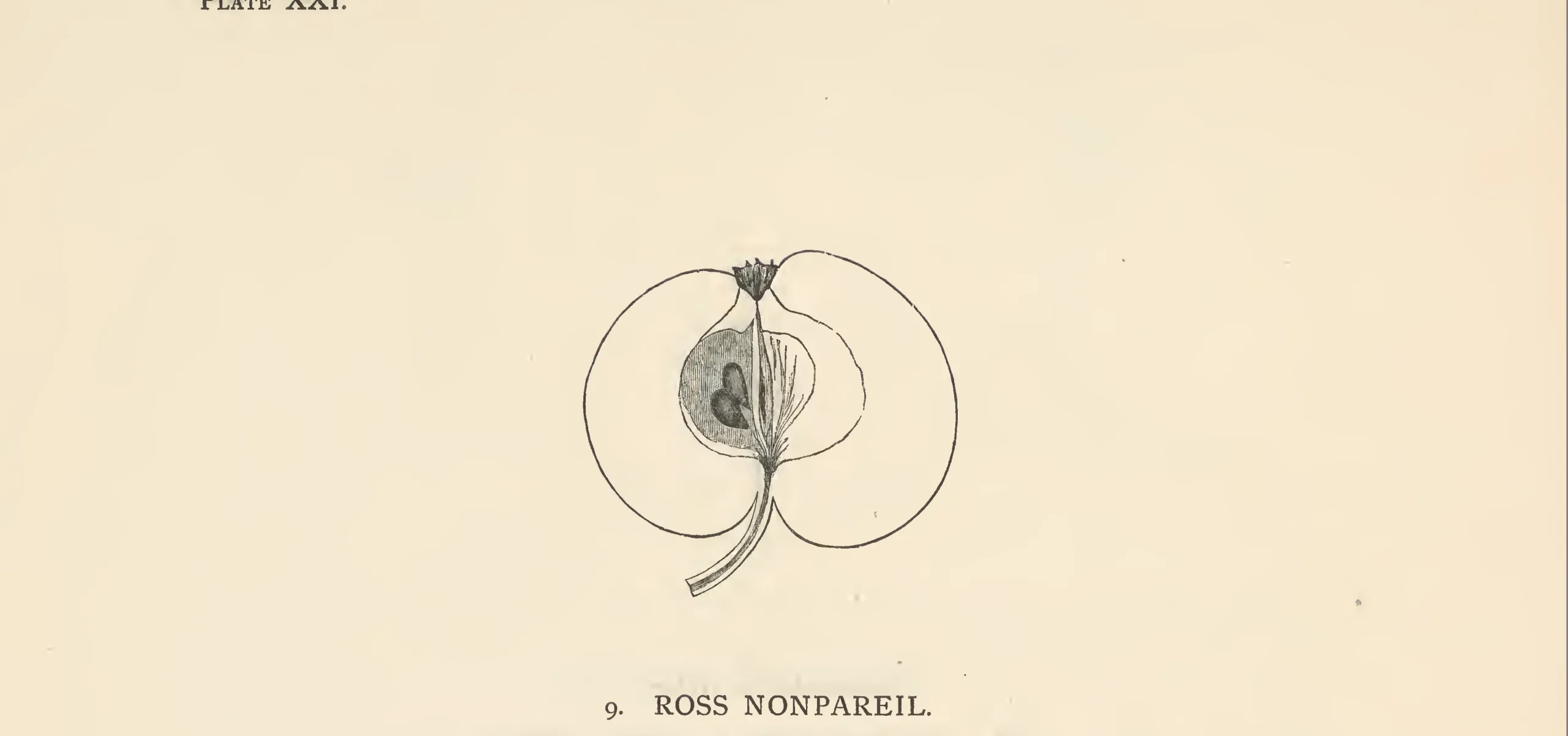 Illustration from The Herefordshire Pomona (1876–1885)
