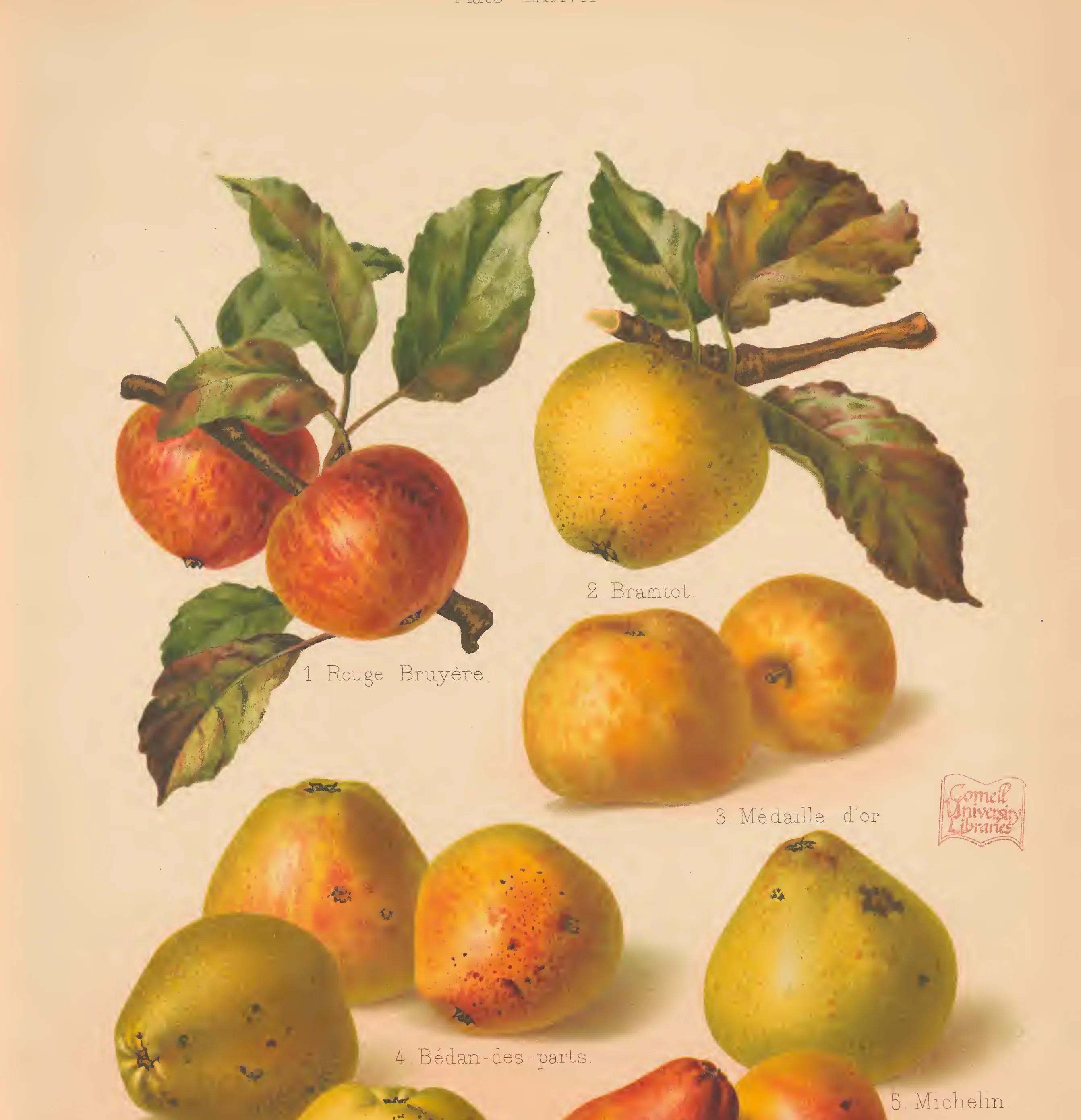 Illustration from The Herefordshire Pomona (1876–1885)