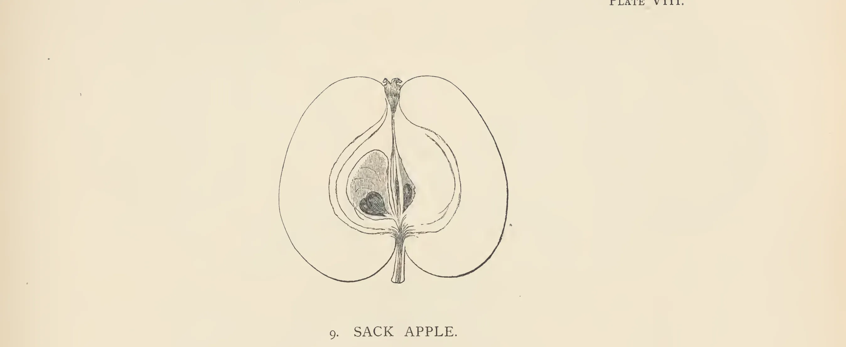 Illustration of Sack Apple