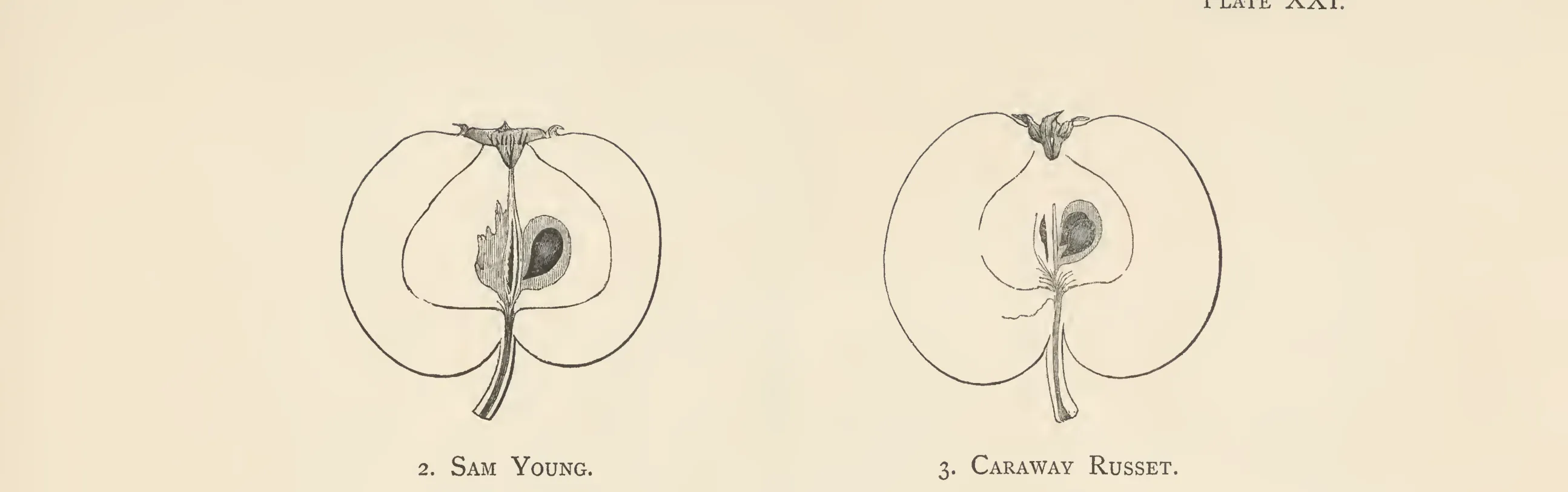 Illustration of Sam Young