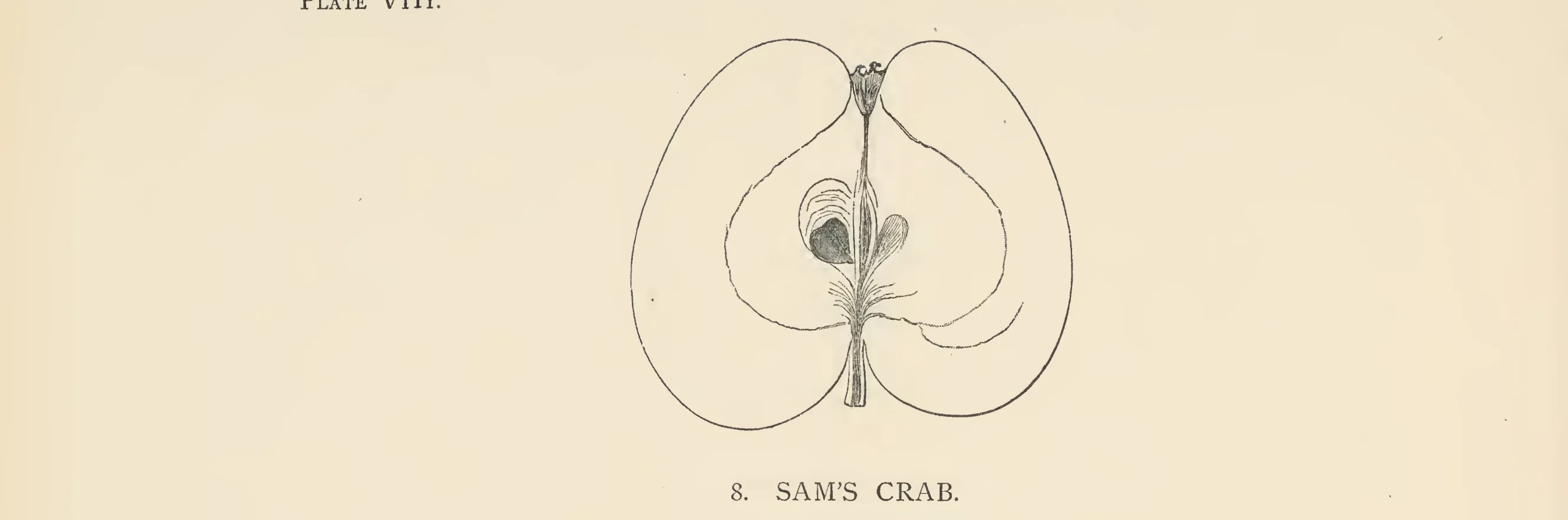 Illustration of Sam's Crab