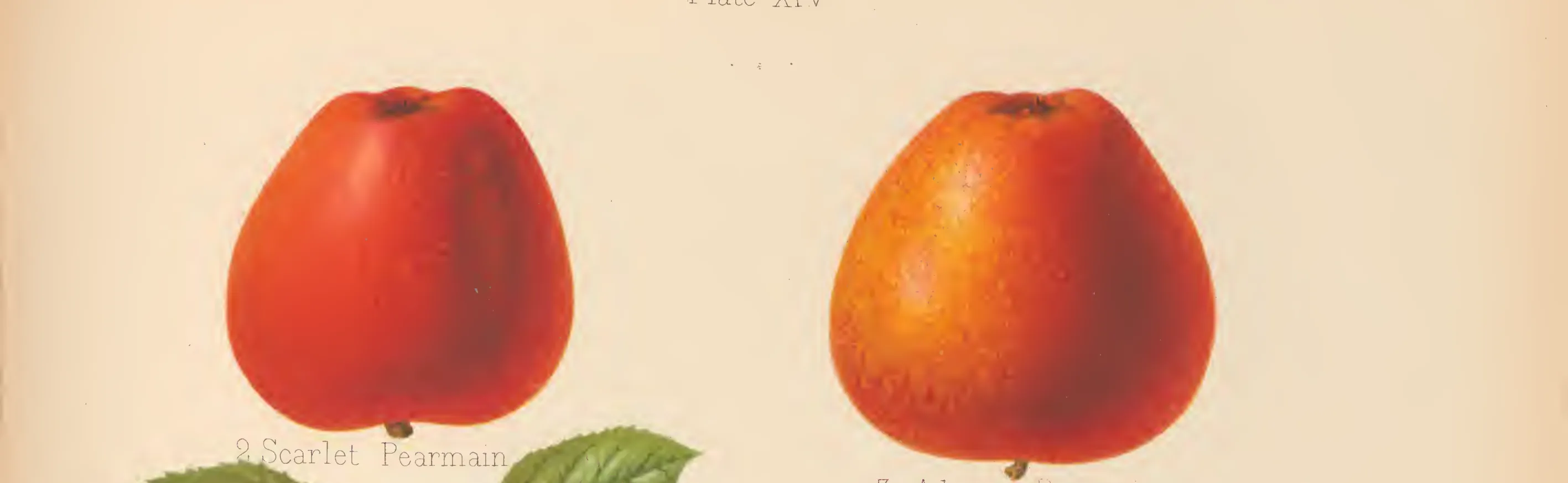Illustration from The Herefordshire Pomona (1876–1885)