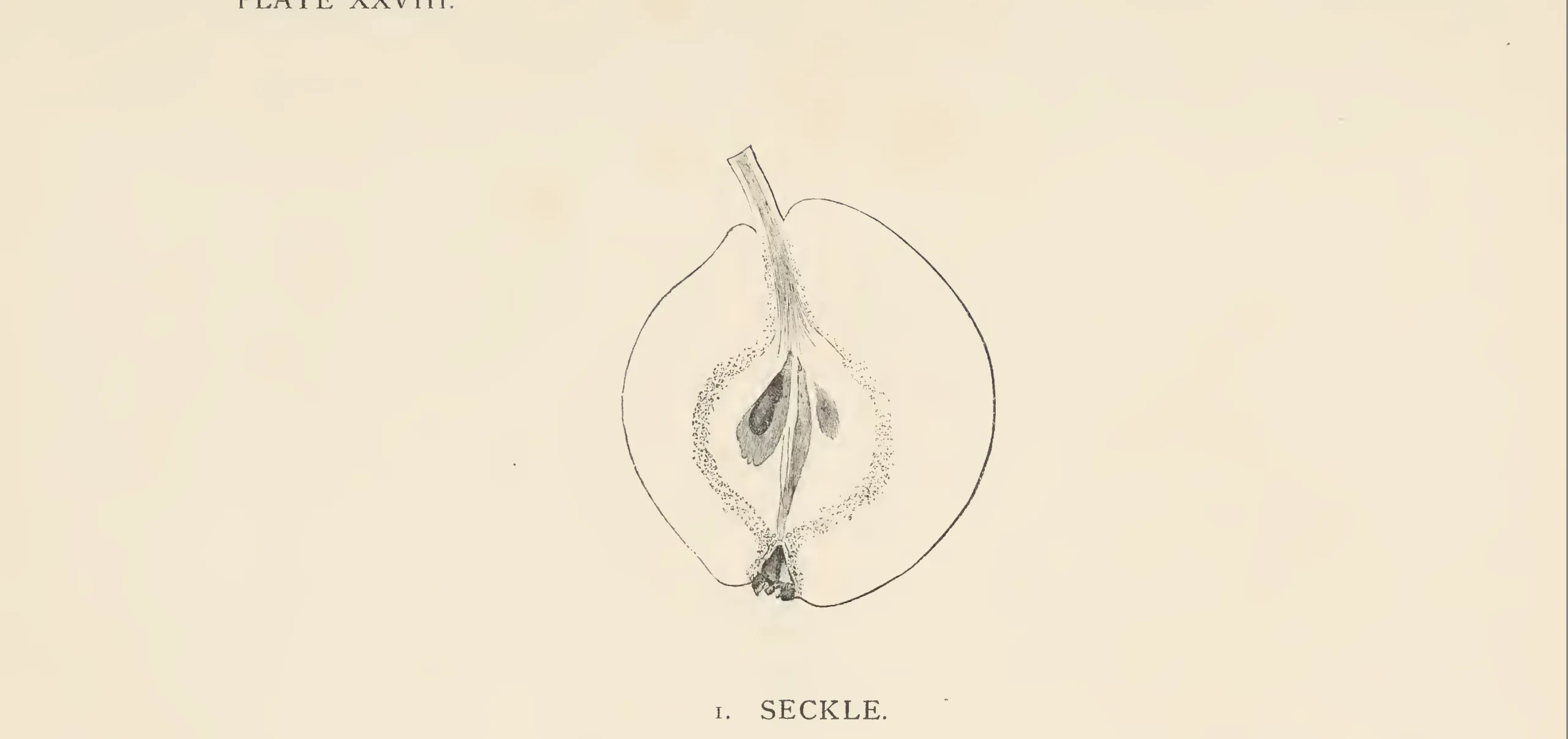 Illustration from The Herefordshire Pomona (1876–1885)